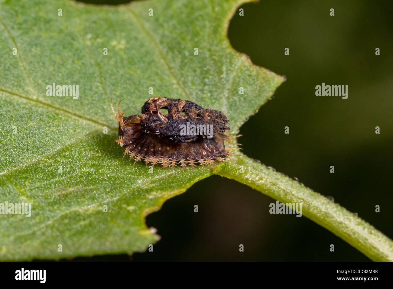 Larva di coleottero tartaruga dorata ricoperta di feci per protezione. Conservazione di insetti e fauna selvatica, conservazione dell'habitat e concetto di identificazione. Foto Stock