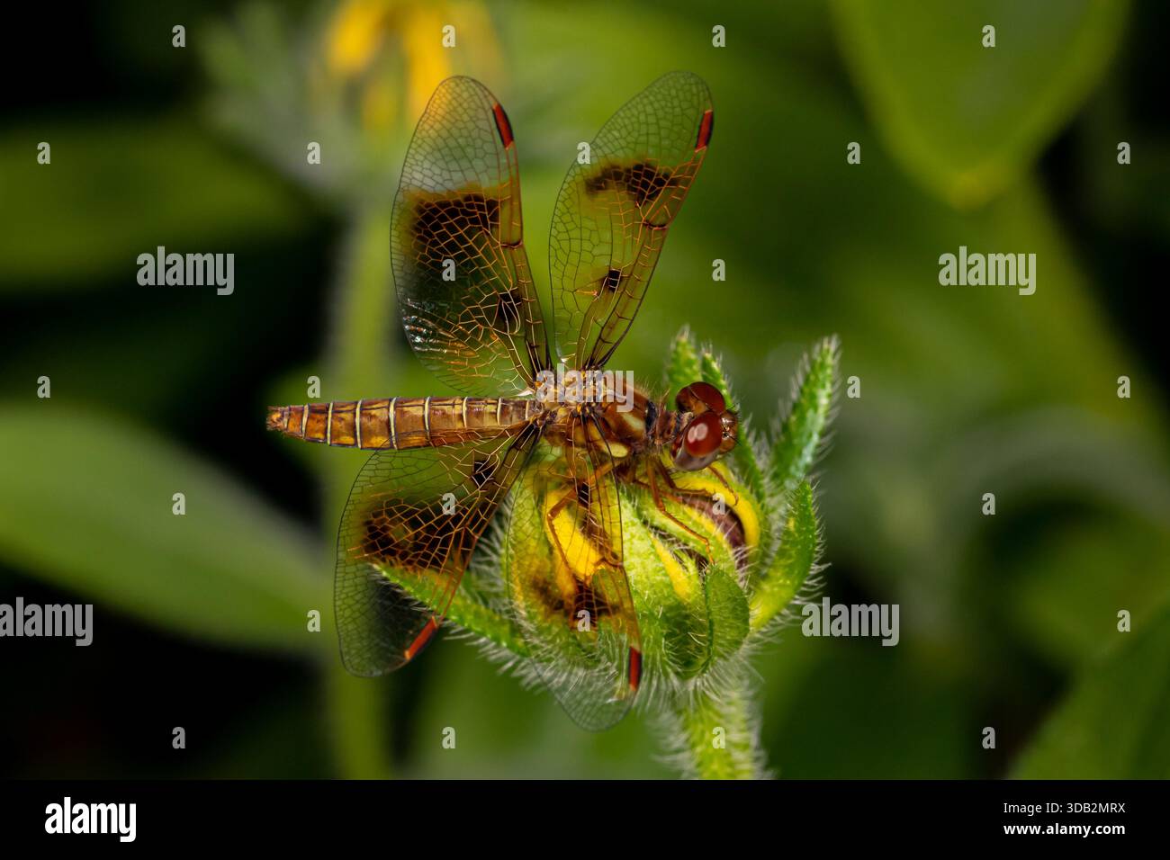 La libellula dei Pennant di Halloween che riposa sul fiore. Identificazione degli insetti, conservazione della fauna selvatica e concetto di giardino di fiori sul retro. Foto Stock