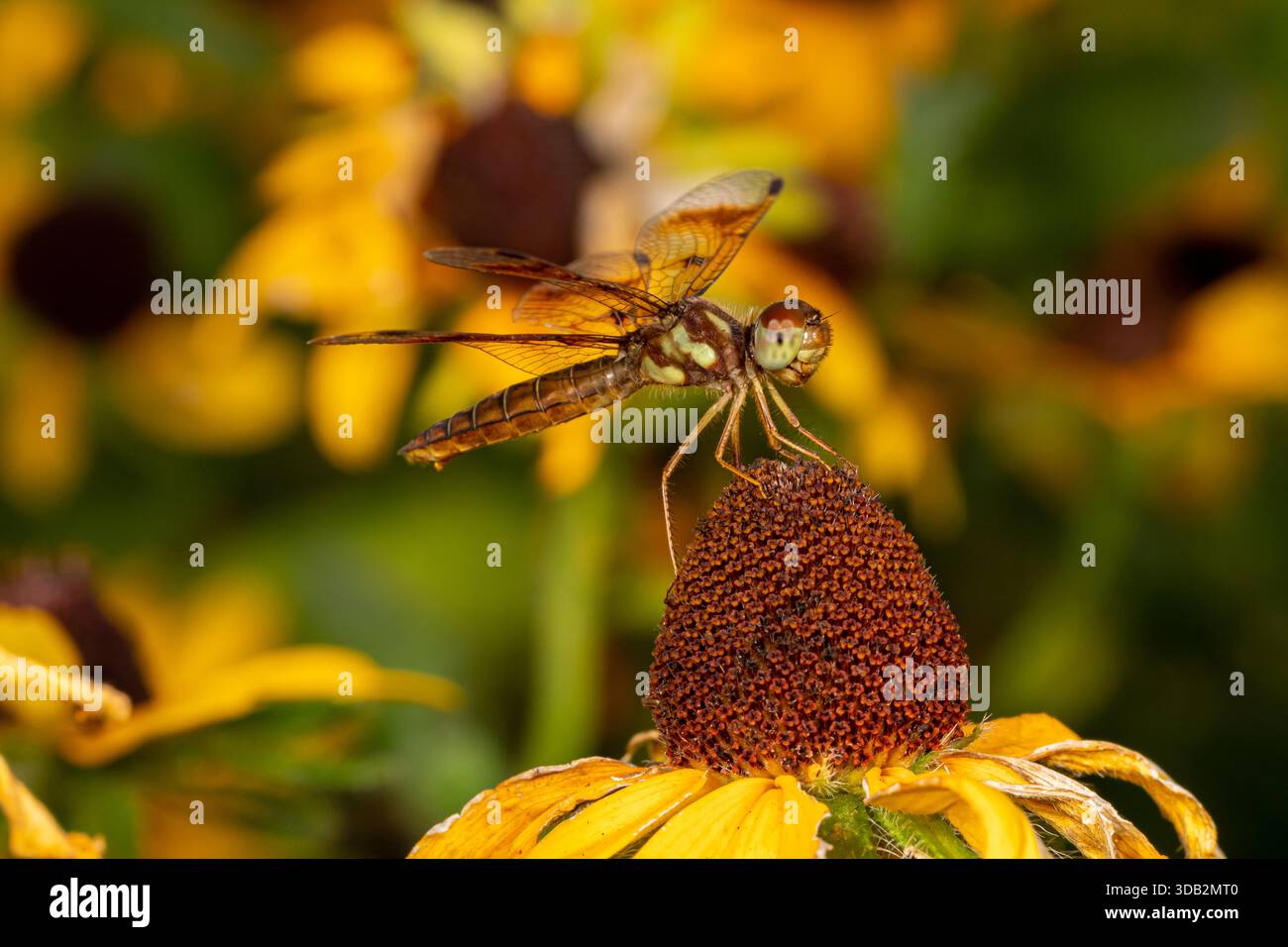 La libellula dei Pennant di Halloween che riposa sul fiore. Identificazione degli insetti, conservazione della fauna selvatica e concetto di giardino di fiori sul retro. Foto Stock