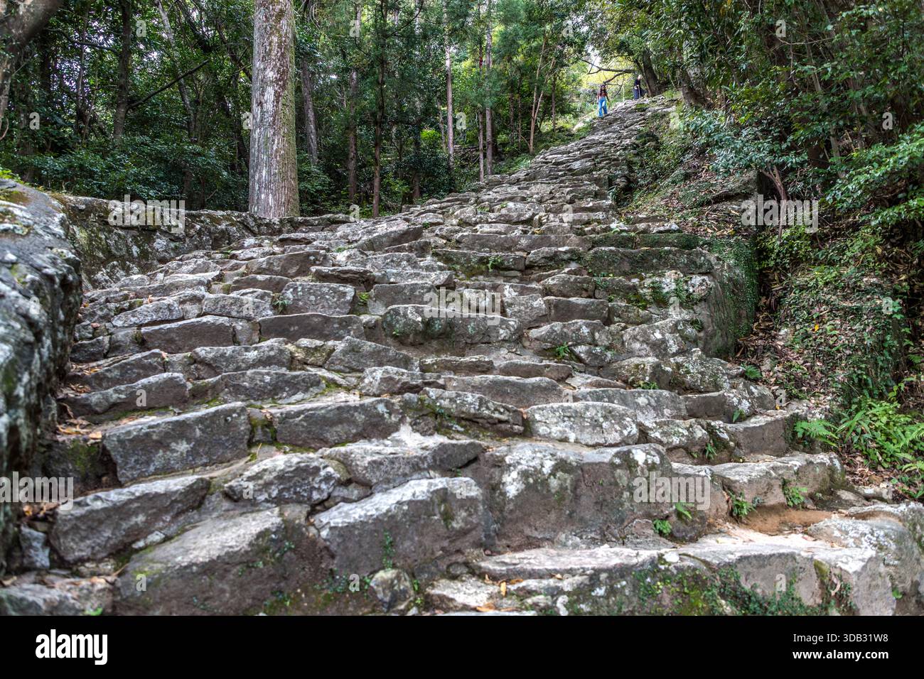 Due pellegrini salgono i gradini di pietra ricoperti di radici di alberi sul Monte Kamikura vicino a Shingū, Prefettura di Wakayama, Giappone – parte del percorso verso la roccia sacra Gotobiki-iwa. Foto Stock