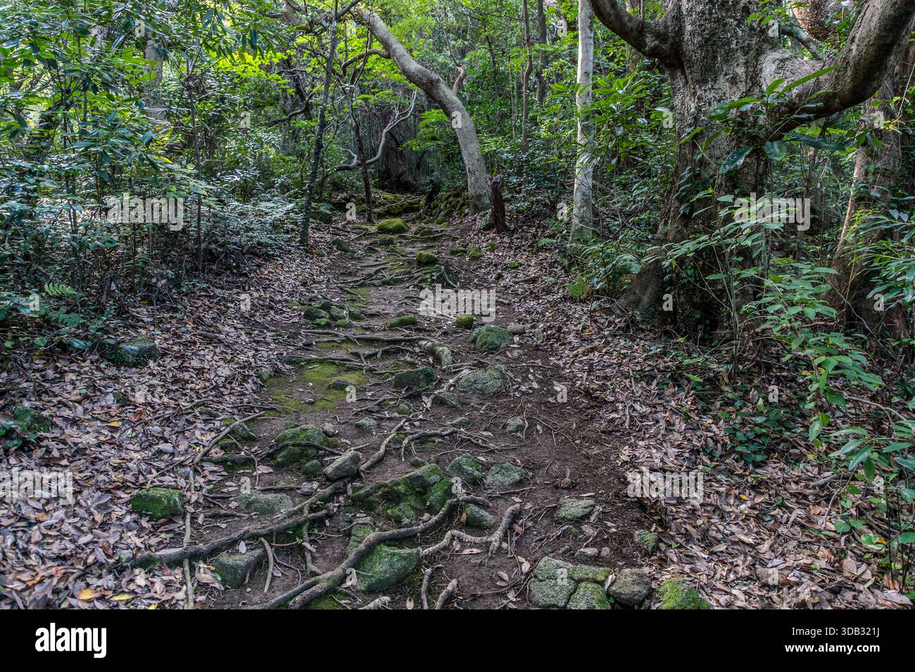 Una sezione del sentiero di pellegrinaggio Kumano Kodo, segnalata da pietre e radici di alberi, attraversa una fitta vegetazione nella foresta sulla costa del Pacifico vicino a Shingū, prefettura di Wakayama, Giappone. Foto Stock