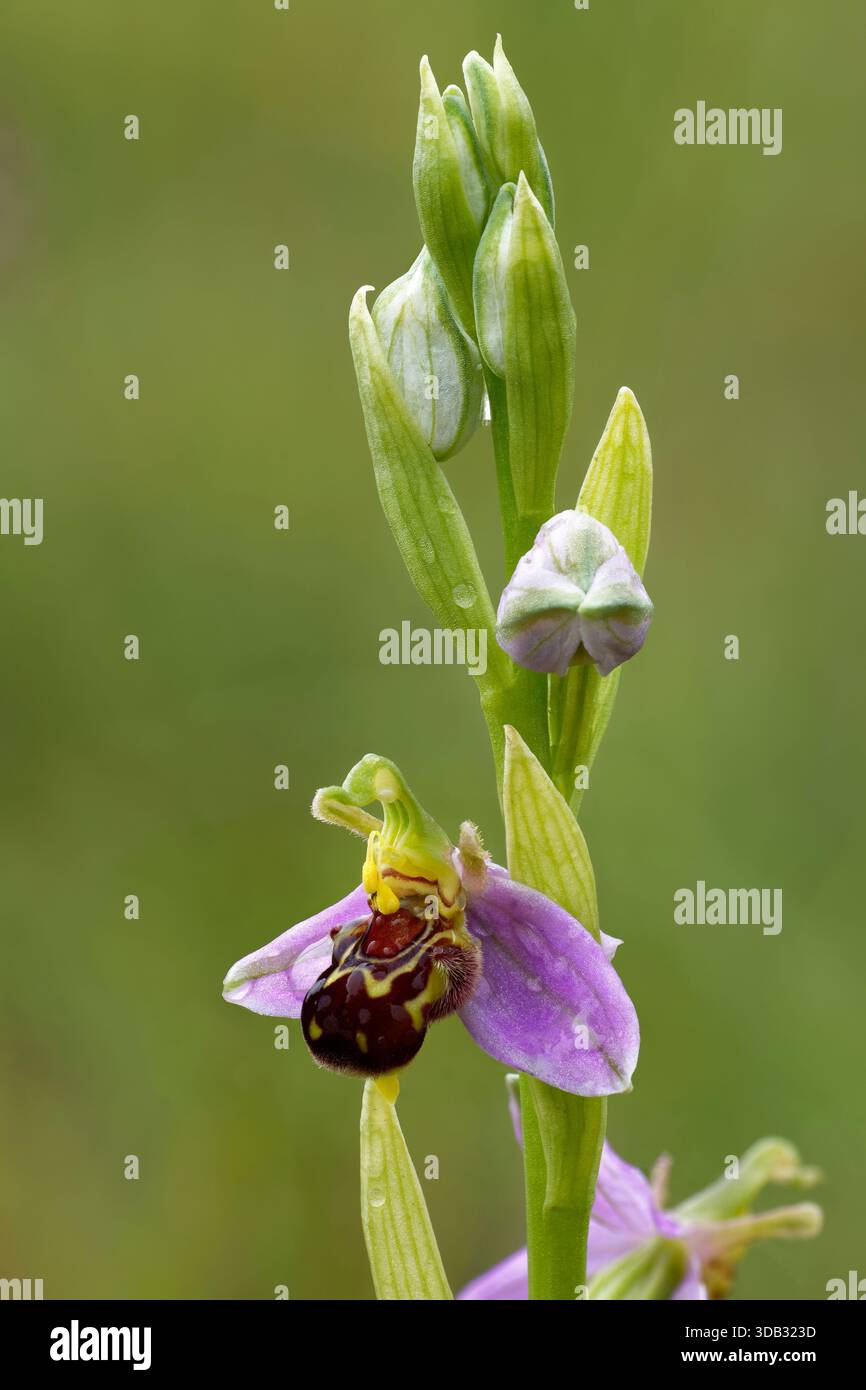 Orchidea d'api - Ophrys Apifera primo piano di punta di fiore con goccioline d'acqua Foto Stock