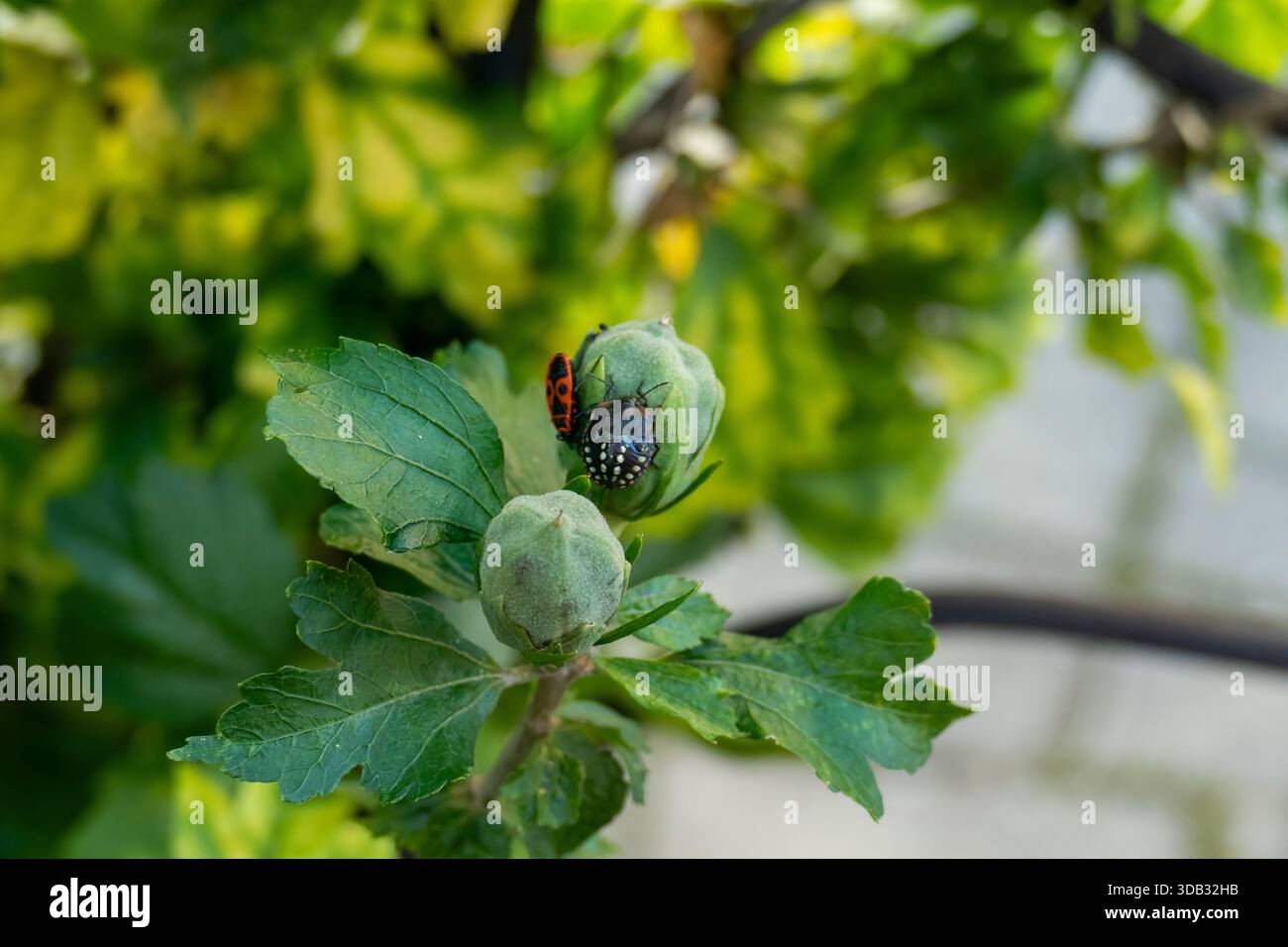 Grüne Reis-Wanze im NymphenStadium und Feuerwanze auf Knospen von Hibiskus Foto Stock