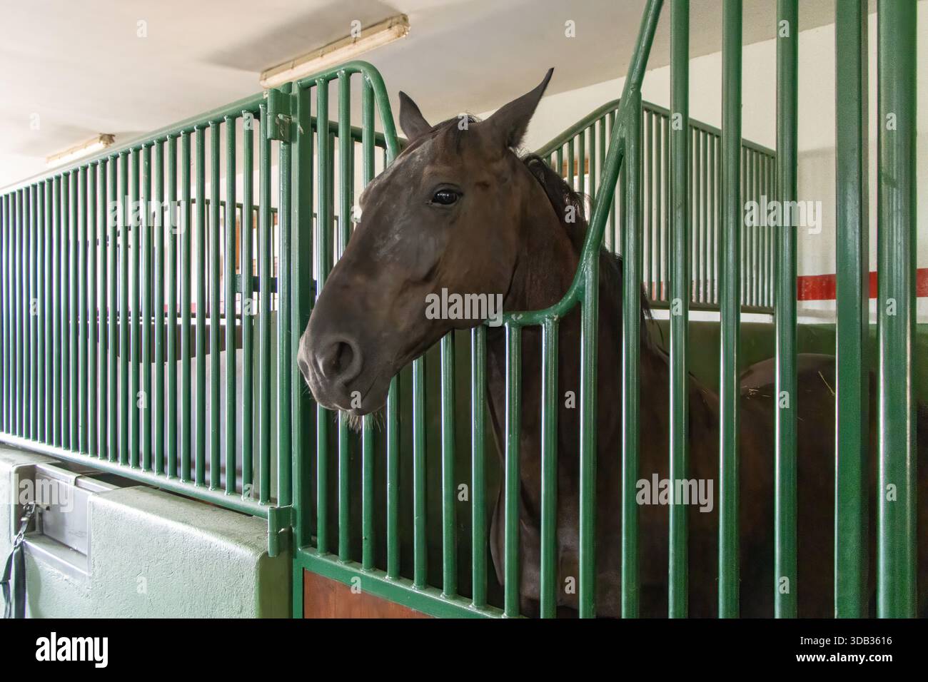 Ungheria. Radpusta Manor è una popolare destinazione turistica, sede di un centro equestre. Comprende un allevamento di cavalli e un'arena con oltre 20 cavalli. Foto Stock