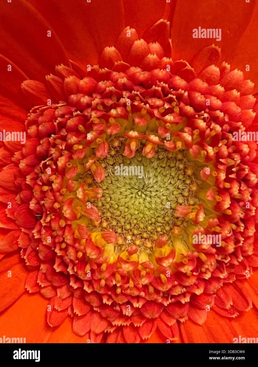Primo piano del centro di una Gerbera Margherita bicolore giallo e rosso-arancio in piena fioritura - Immagine stock catturata con smartphone