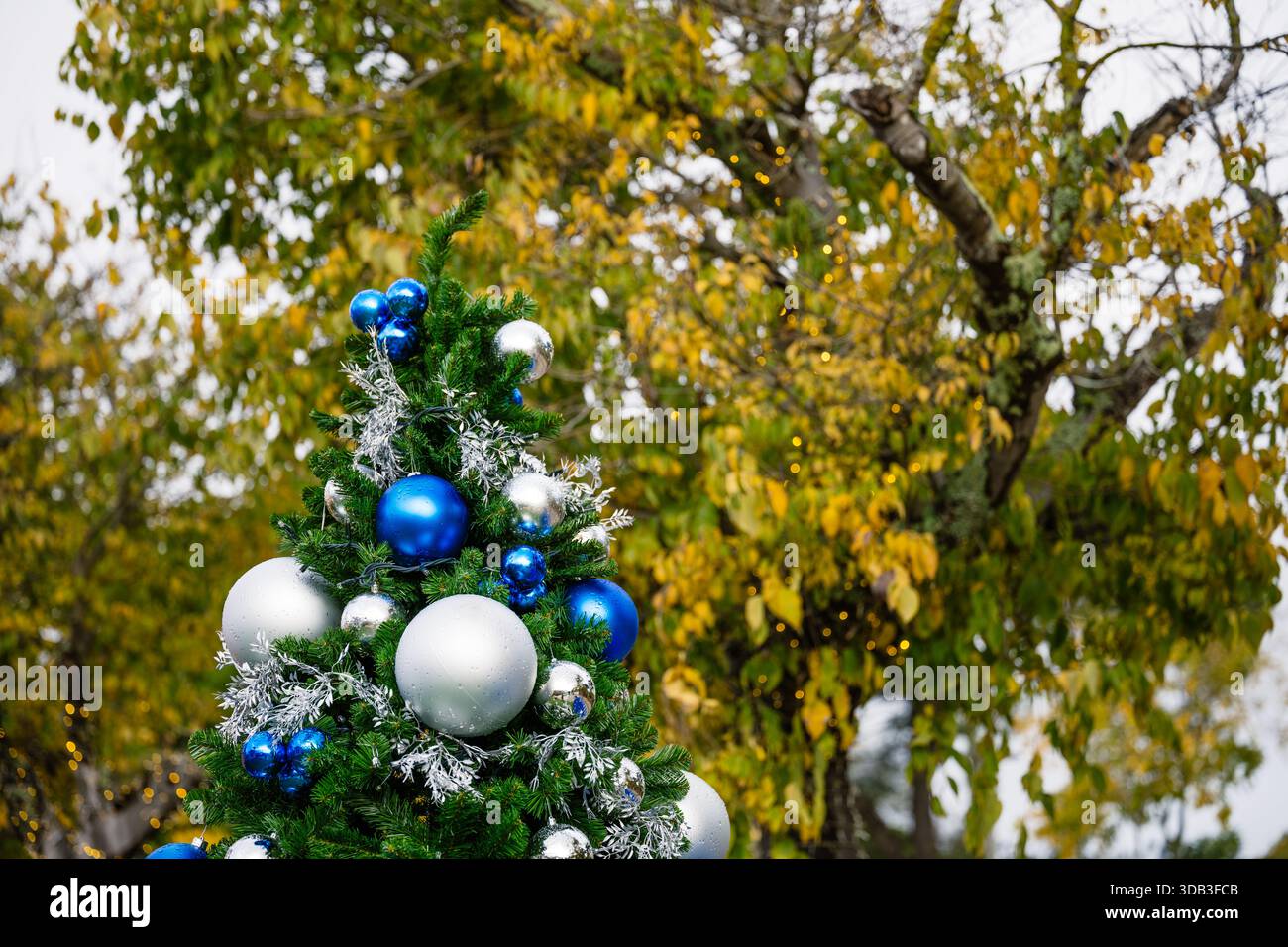 Un albero di Natale decorato con ornamenti blu e argento sorge all'aperto accanto al fogliame autunnale e alle piccole luci Foto Stock