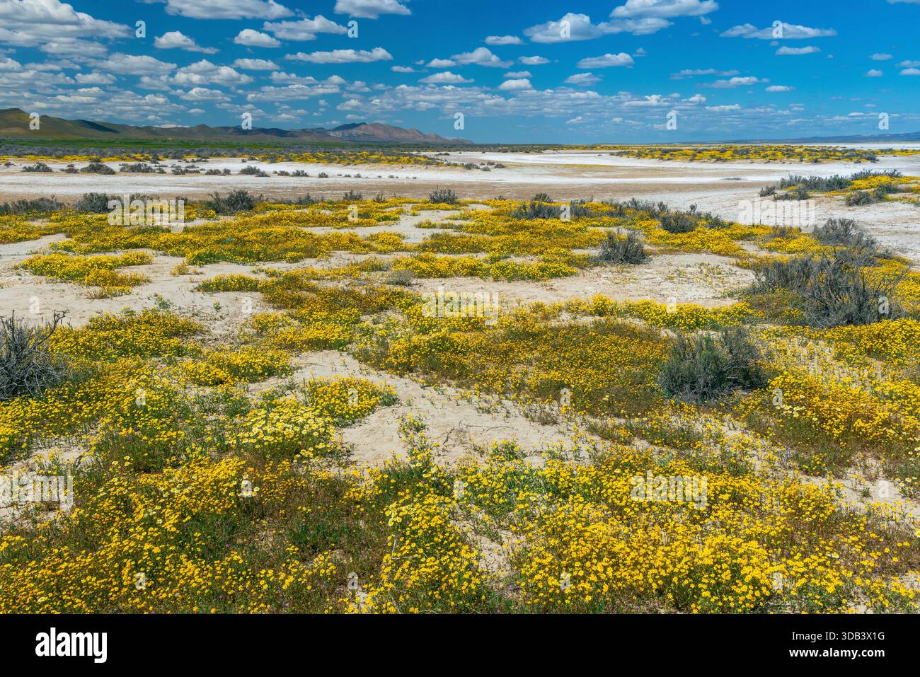 Tidy Suggerimenti, Goldfields, Lago di soda, Carrizo Plain monumento nazionale, California Foto Stock
