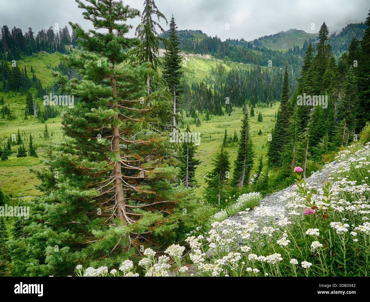 MONTE RAINIER NP, WASHINGTON - 14 agosto 2025 - fiori selvatici subalpini in fiore decorano una collina vicino a Paradise presso il Mount Rainier National Park, incorniciata da Foto Stock