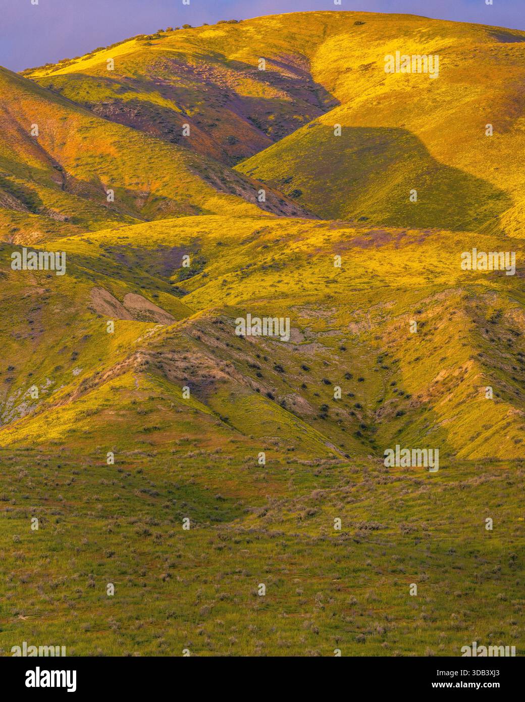 Fiori selvatici, tramonto, Tremblor Range, Carrizo Plain National Monument, San Luis Obispo County, California Foto Stock