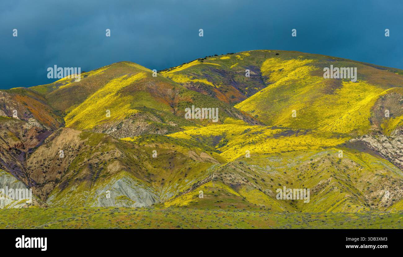 Monolopia, Coreopsis, Phacelia, Tremblor Range, Carrizo Plain National Monument, San Luis Obispo County, California Foto Stock