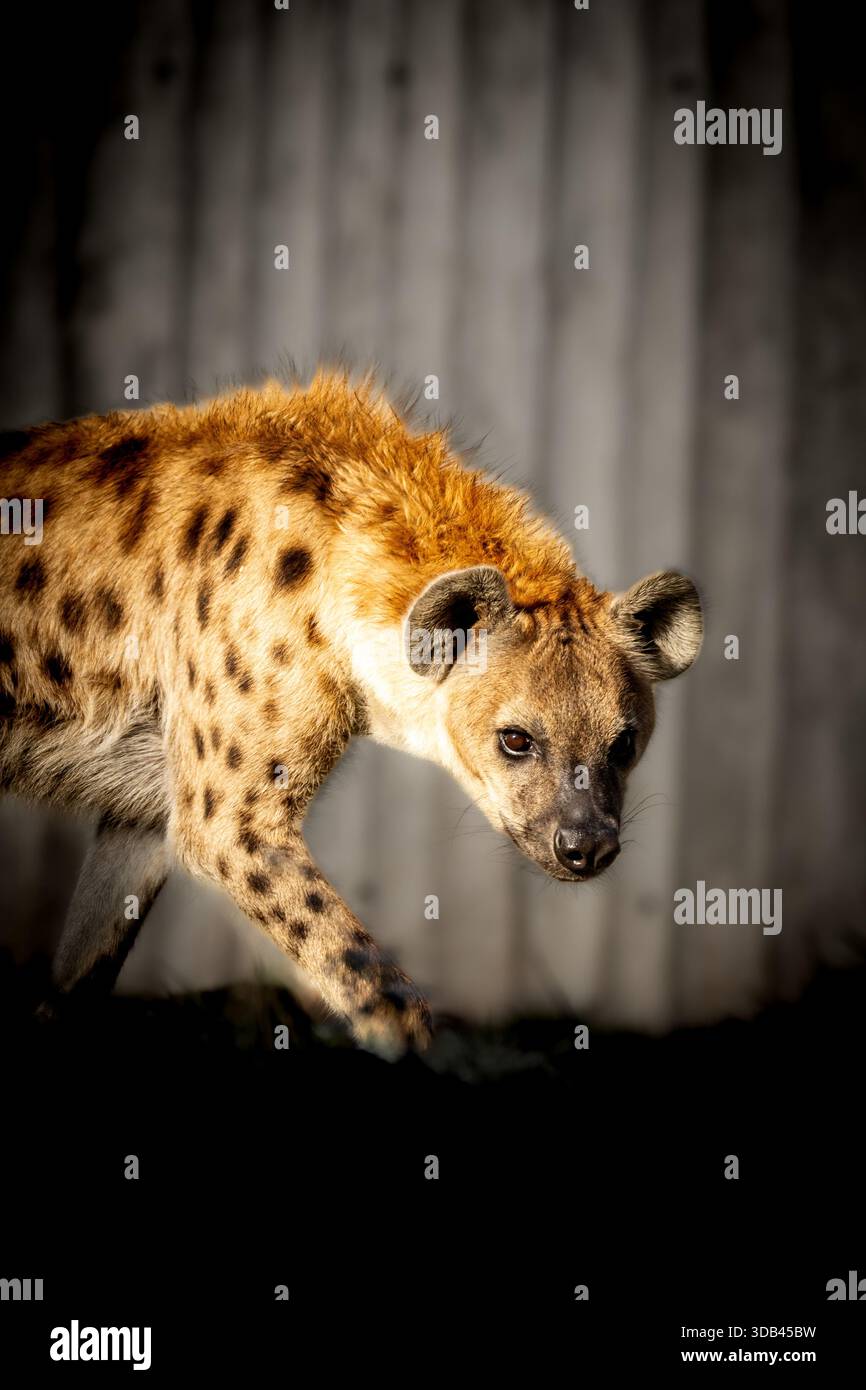 Un ritratto ravvicinato di una iena maculata (Crocuta crocuta) in un ambiente zoo. La fotografia cattura le caratteristiche facciali dell'animale, la consistenza della pelliccia e l'espr Foto Stock