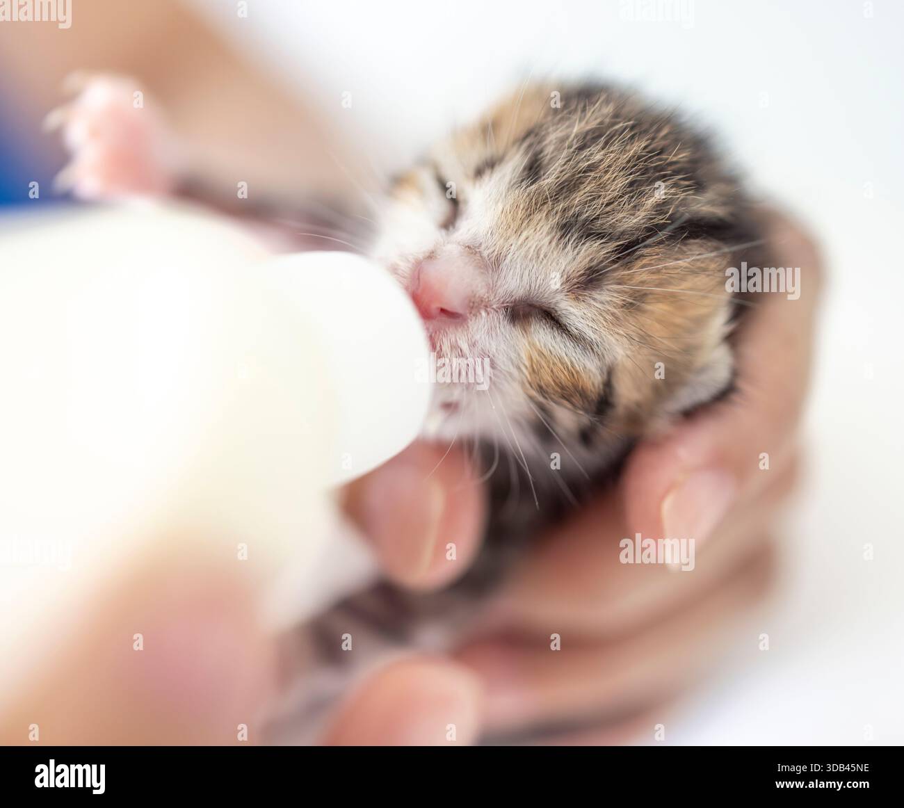 Cucciolo per l'allattamento con un biberon di latte. Foto Stock