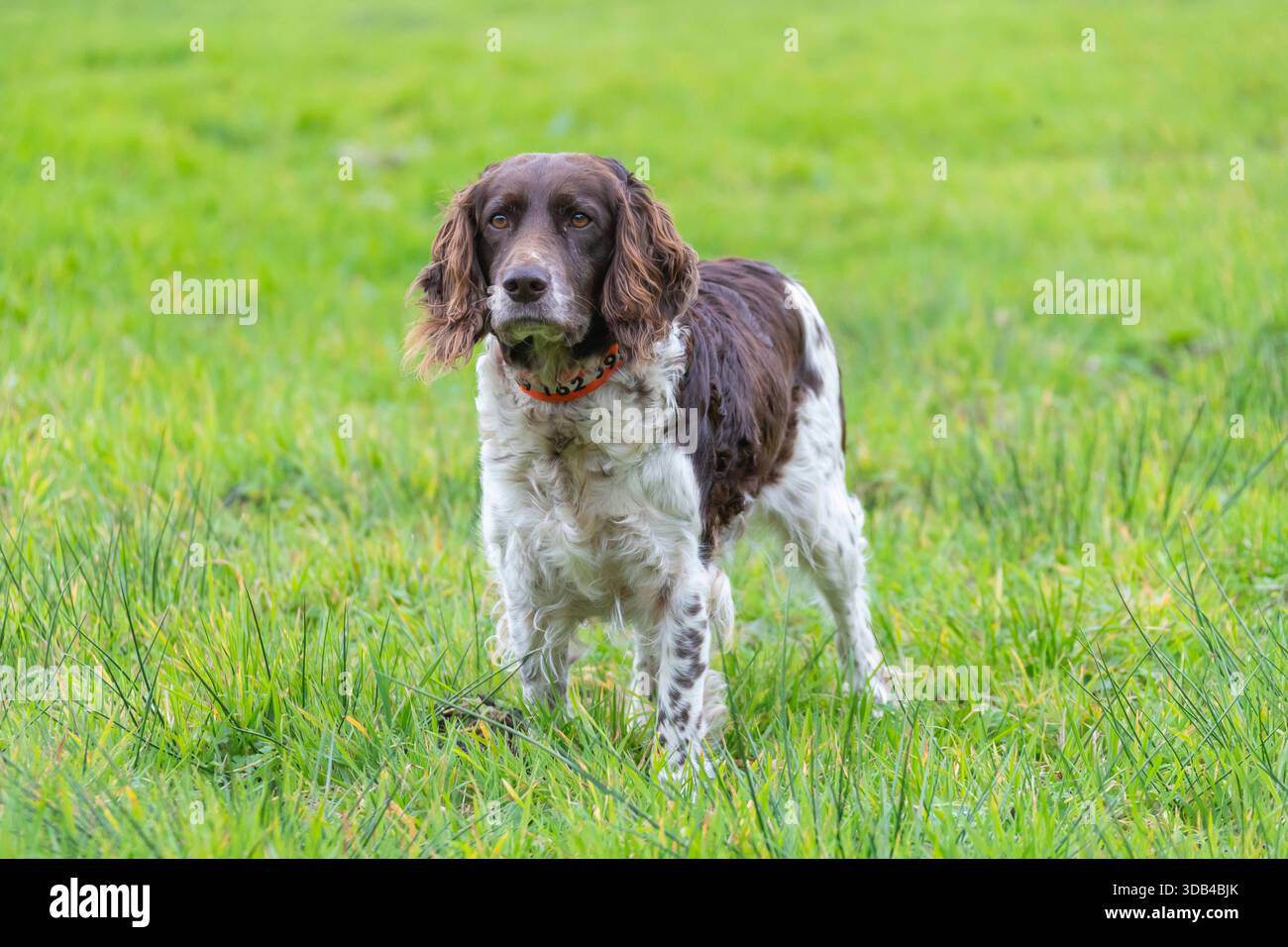 German Spaniel, cane da caccia in un prato, Schleswig-Holstein, Germania Foto Stock