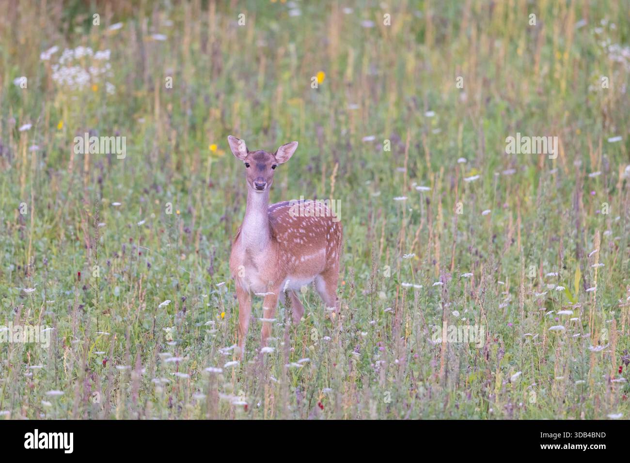 Cervi incolti, Cervus dama, si fa in un prato, autunno, Schleswig-Holstein, Germania Foto Stock