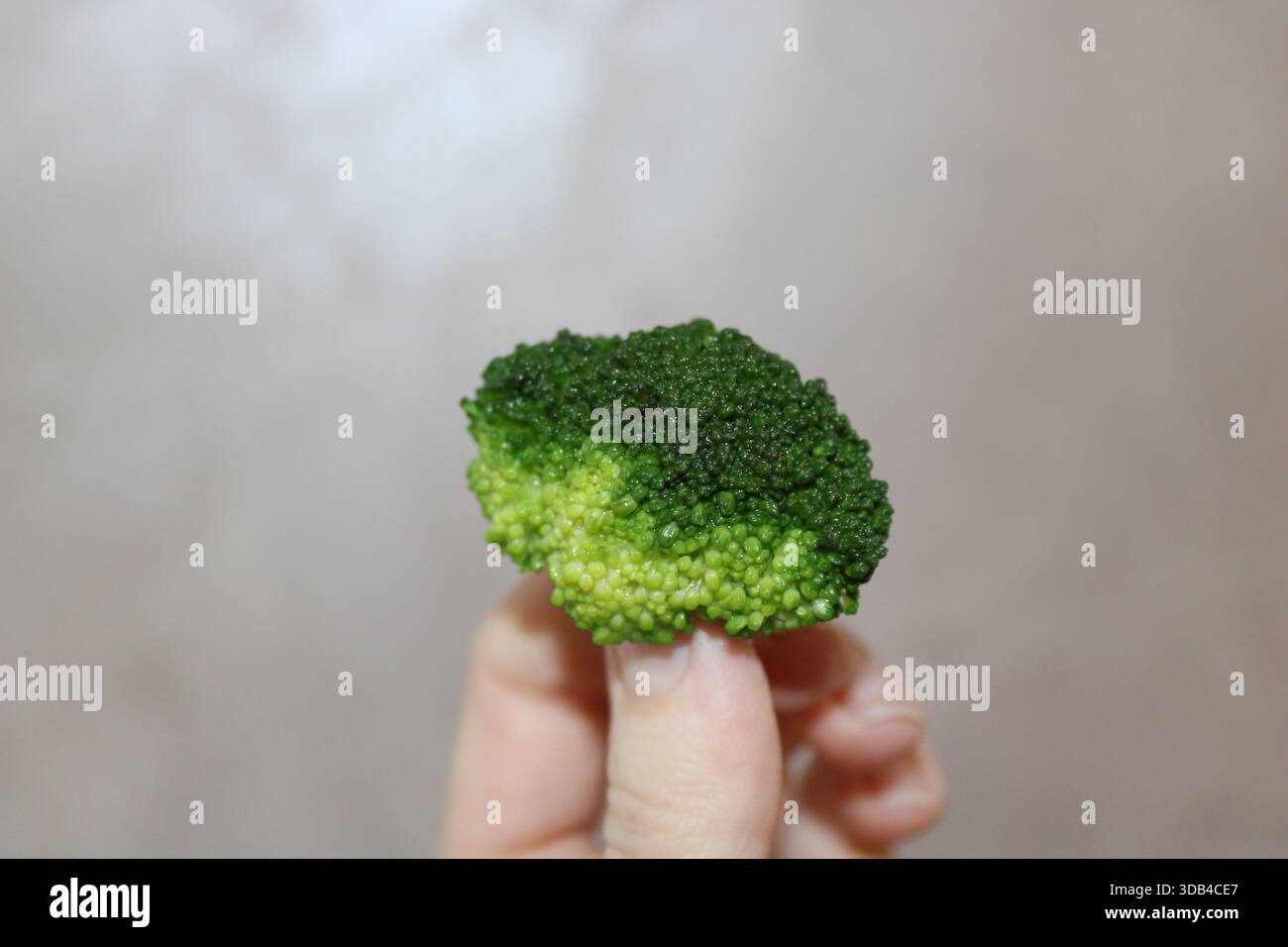Una mano regge un pezzo di broccoli freschi. I broccoli hanno una parte superiore verde scuro e una base verde più chiara. Si trova in un ambiente interno con un semplice dorso Foto Stock