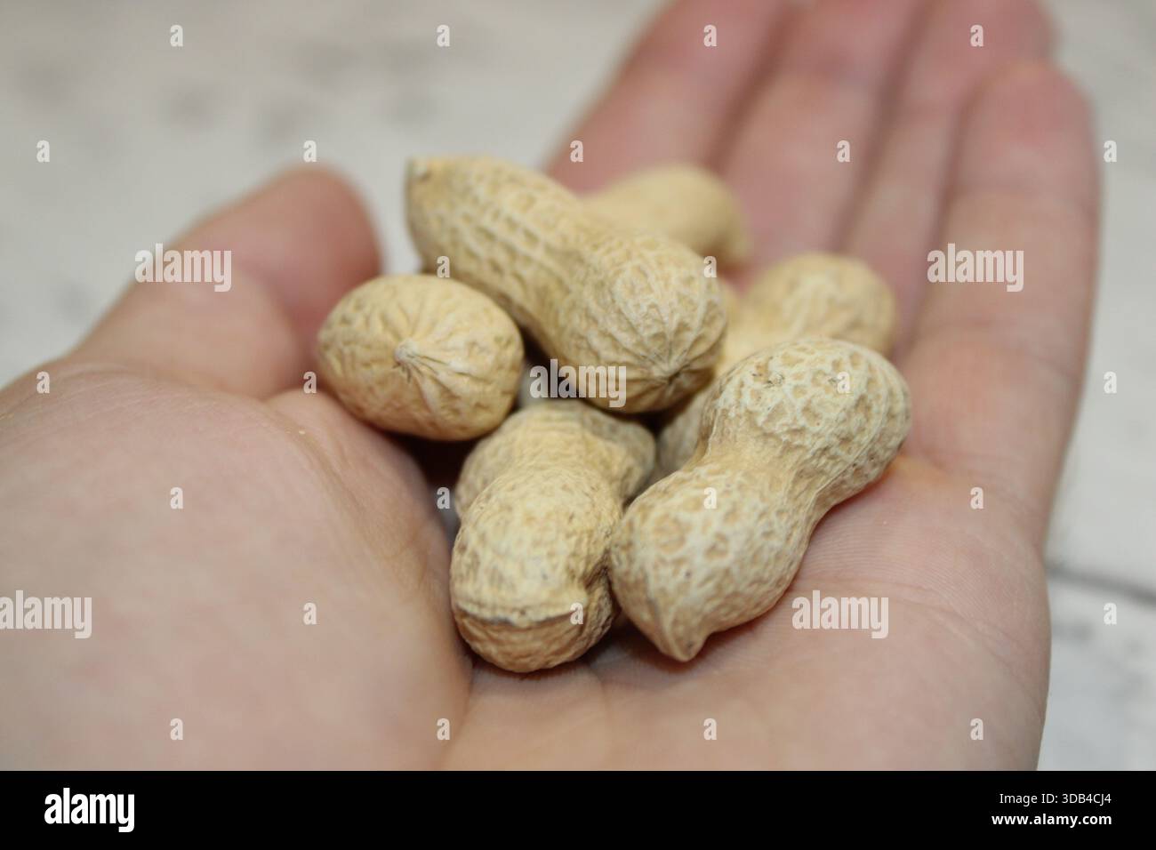 Una persona tiene una manciata di arachidi crude con conchiglie in cucina. Le conchiglie rigide mostrano un colore marrone chiaro. L'ambiente e' informale e ha una vegetazione naturale Foto Stock