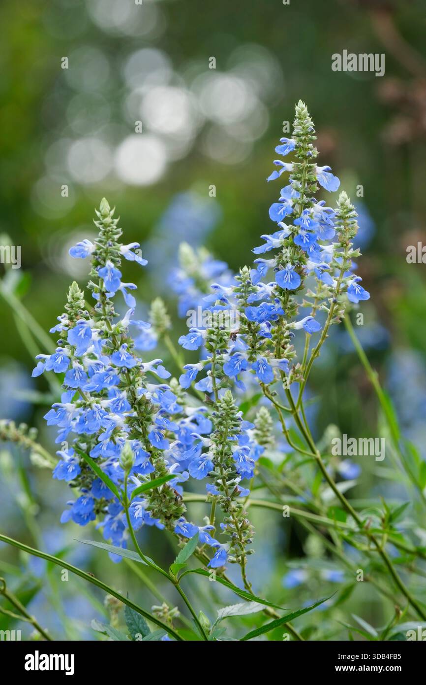 Salvia uliginosa, salvia paludosa, cieli africani Salvia uliginosa, brevi punte di fiori azzurri a due labbra Foto Stock