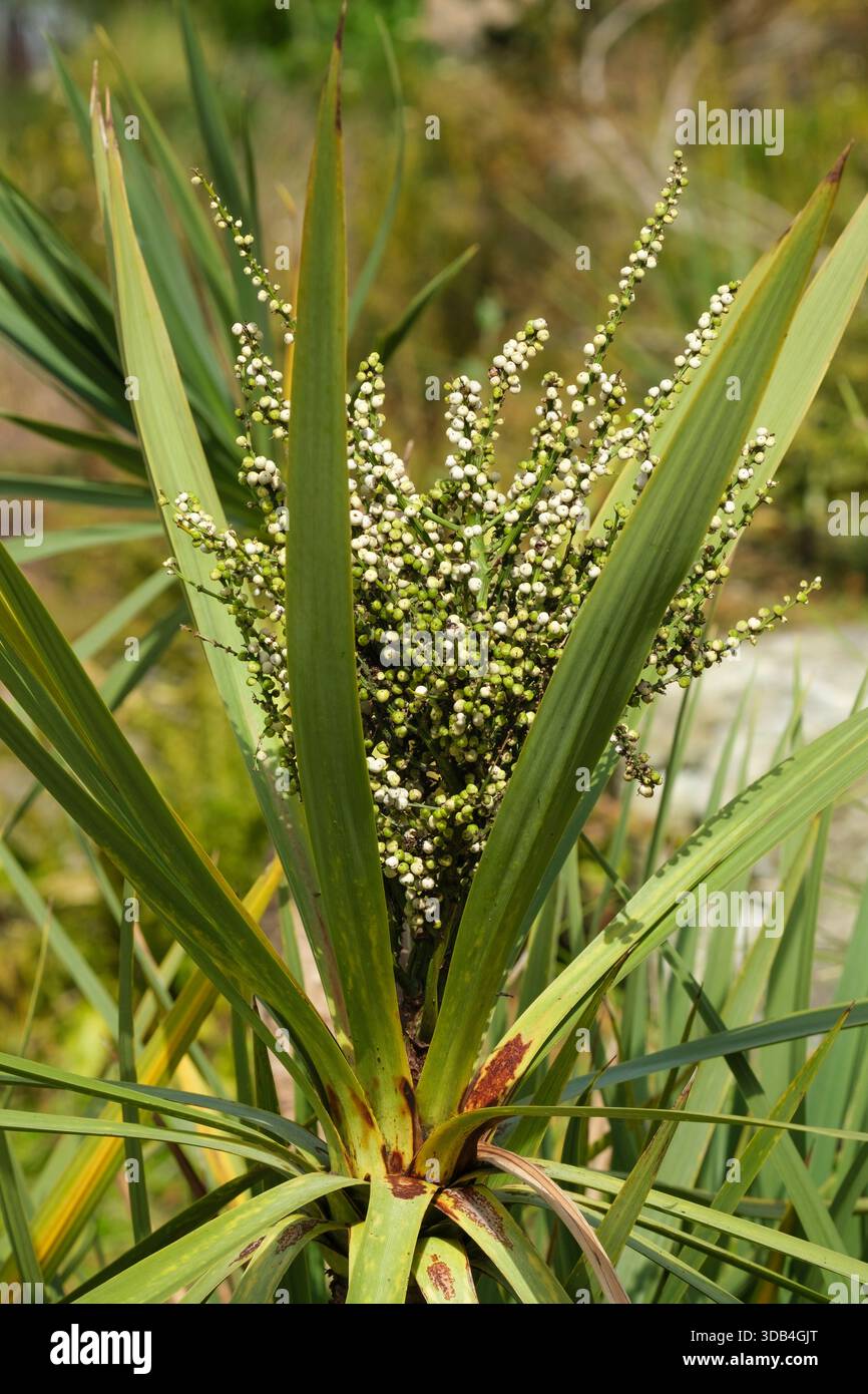 Cordyline australis, albero di cavolo, piccole bacche spesso bianche o bluastre in autunno Foto Stock
