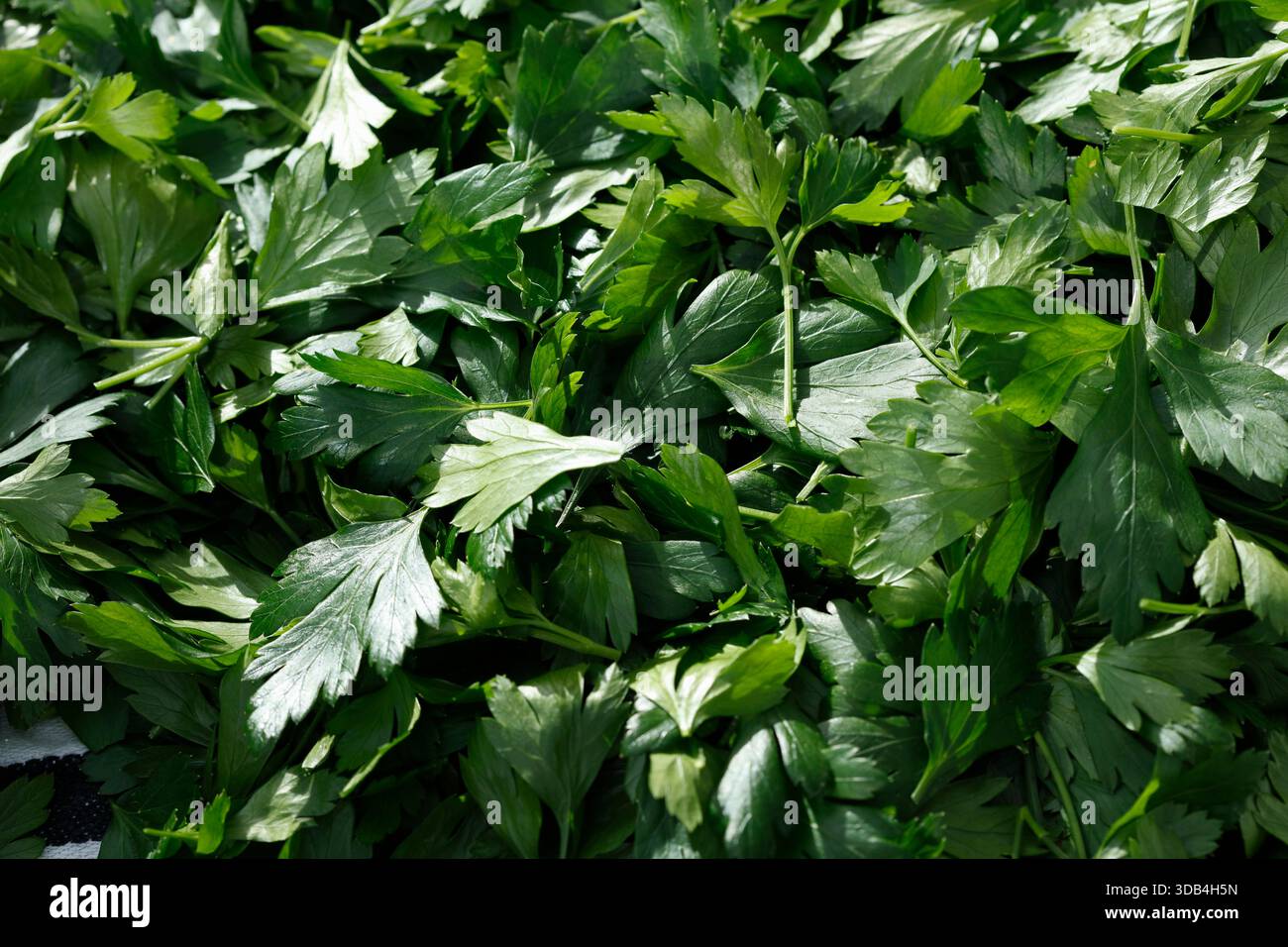 Il prezzemolo Foto Stock