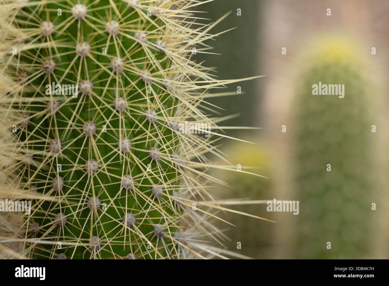 Vista ravvicinata delle spine di un cactus trichocereus camarguensis. Foto Stock