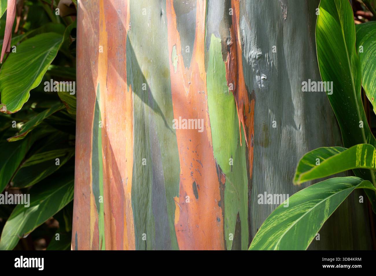 Una vista della corteccia di un albero di Mindanao Gum. Foto Stock