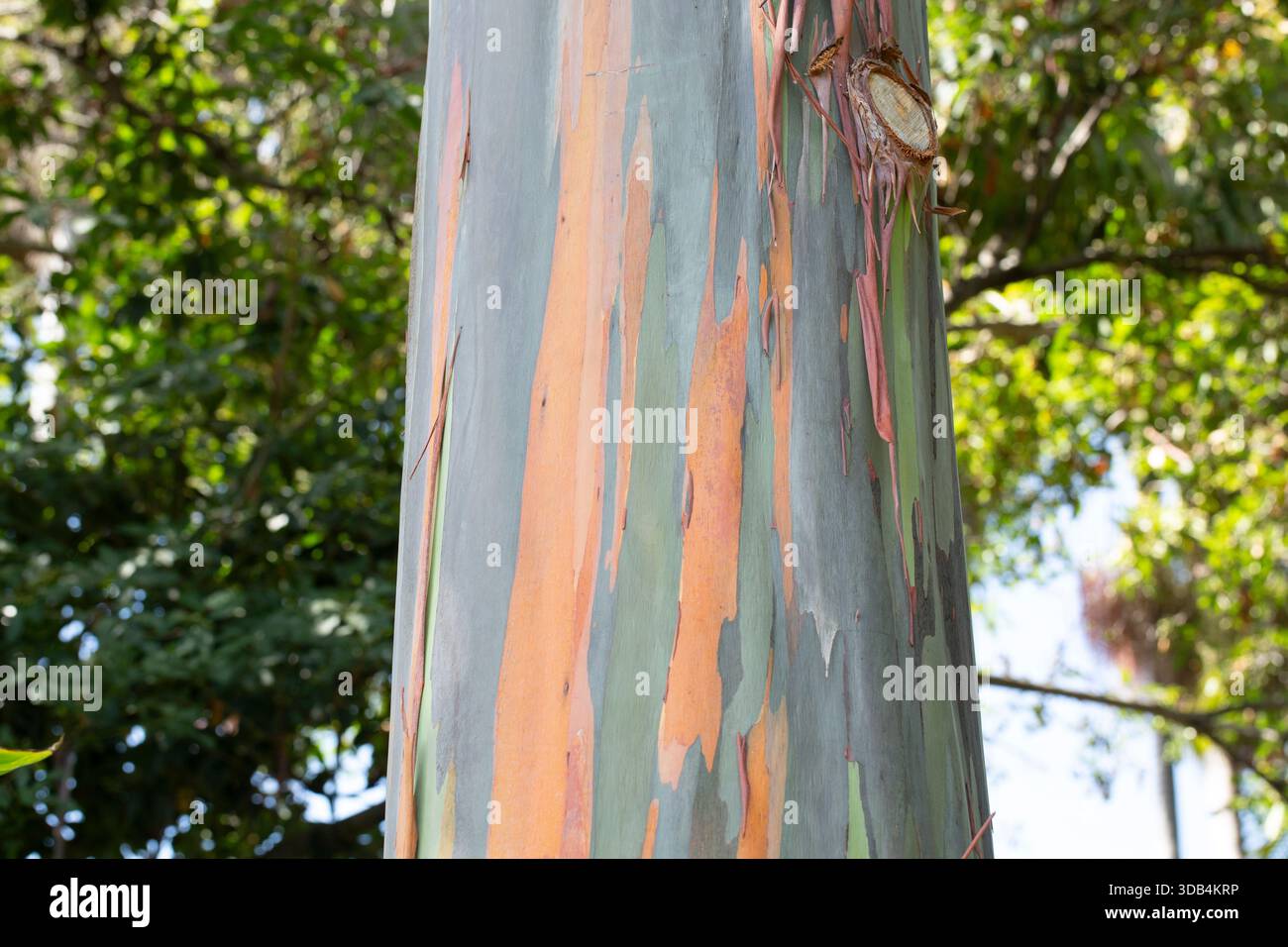 Una vista della corteccia di un albero di Mindanao Gum. Foto Stock