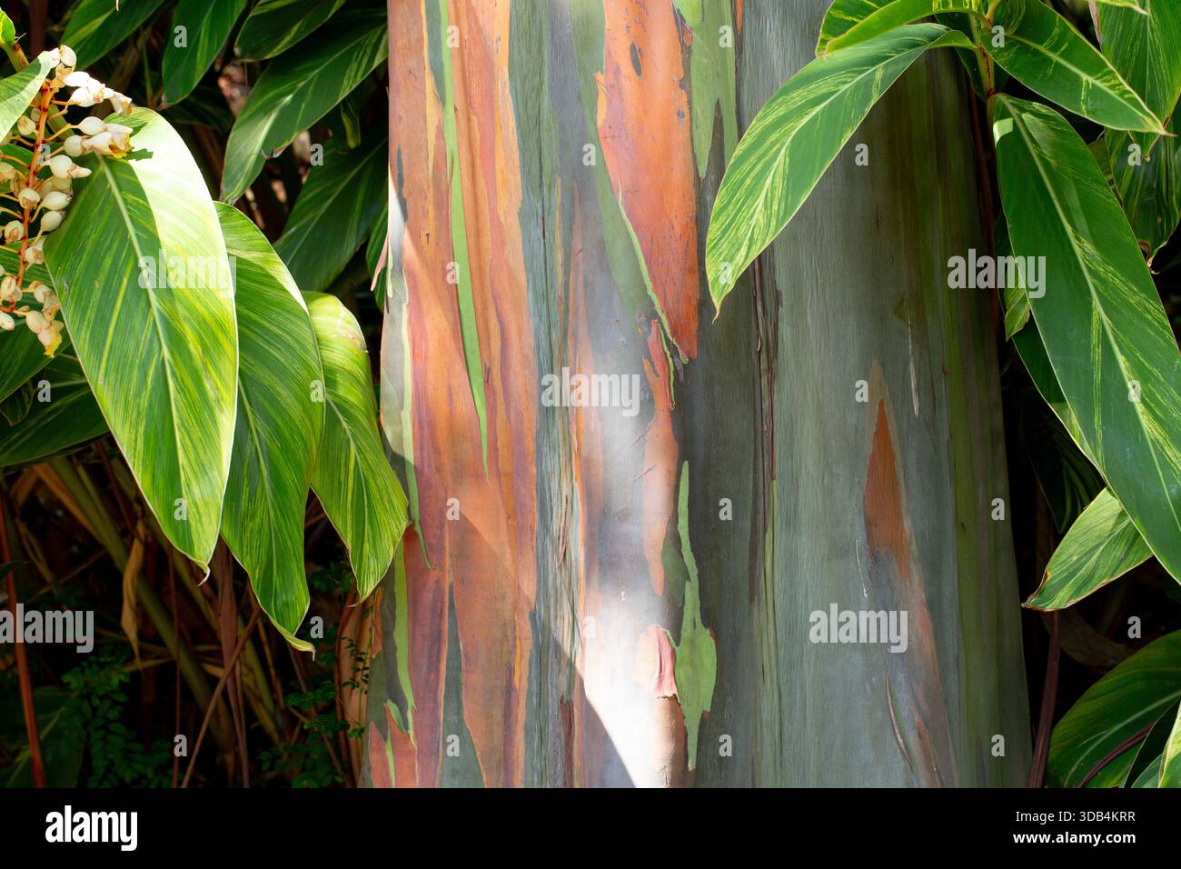 Una vista della corteccia di un albero di Mindanao Gum. Foto Stock