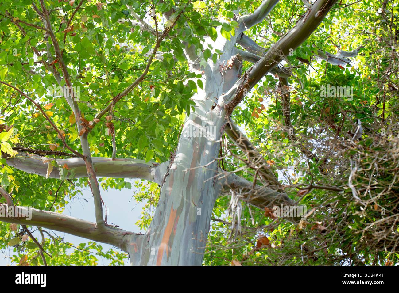 Una vista del tronco di un albero di Mindanao Gum. Foto Stock