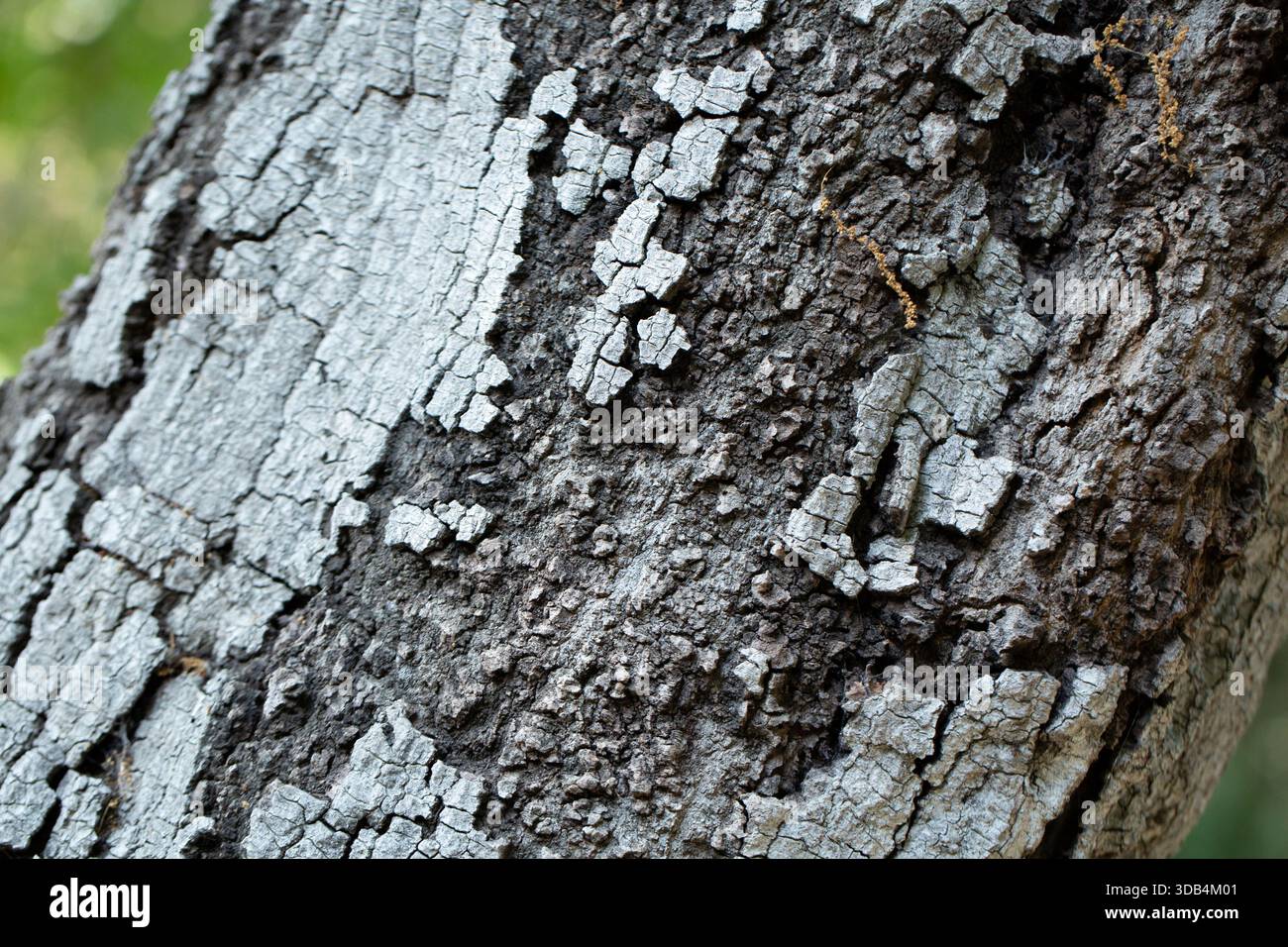 Vista sulla corteccia di un albero di quercia Coast Live. Foto Stock