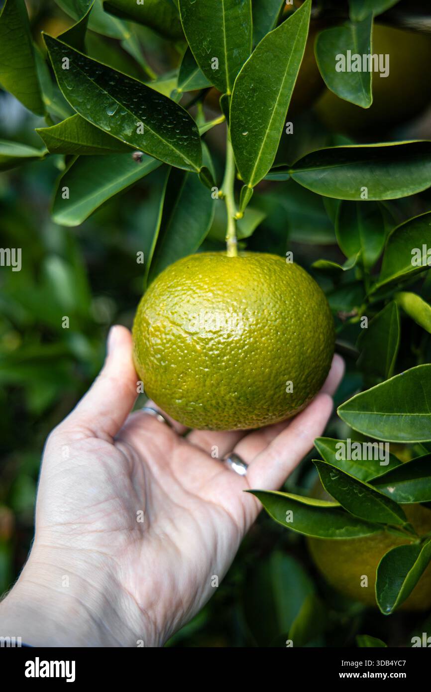 Arancio amaro (agrumi aurantium) che cresce su un albero (Giardini nazionali Est del Palazzo Imperiale, Tokyo, Giappone) Foto Stock