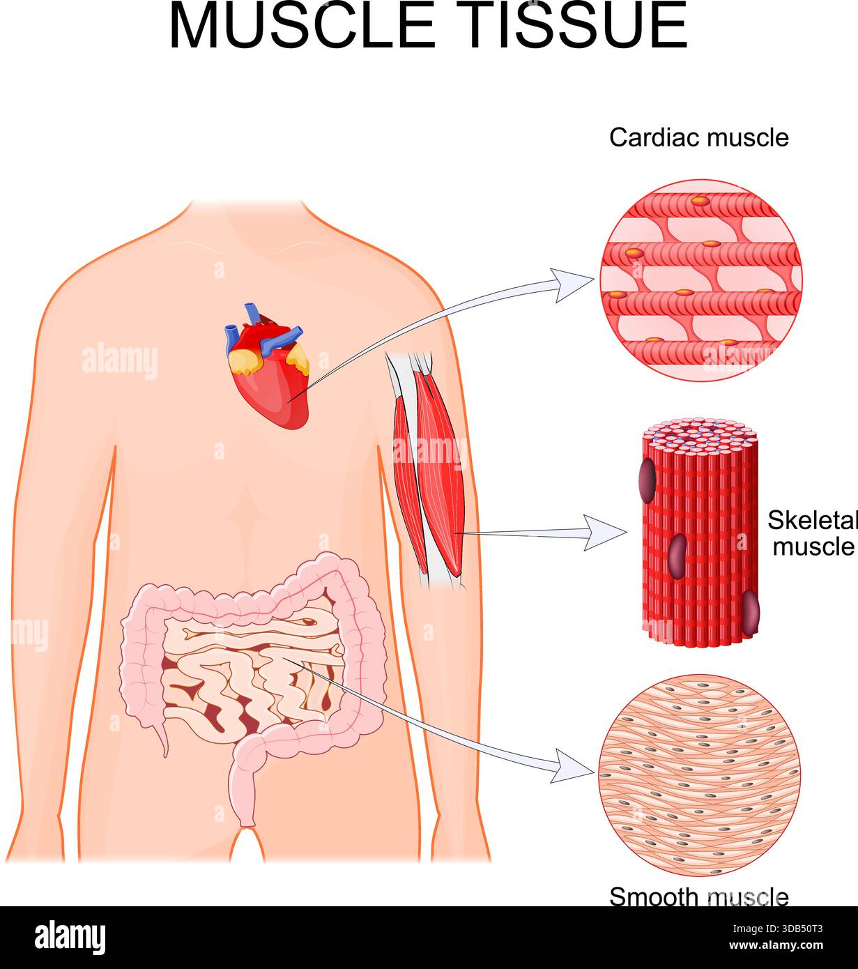 Tipi di tessuto muscolare. Muscolo cardiaco nel cuore, muscolo scheletrico come bicipiti e triceps, tessuto liscio nel tratto gastrointestinale, intestino e piccolo int Illustrazione Vettoriale