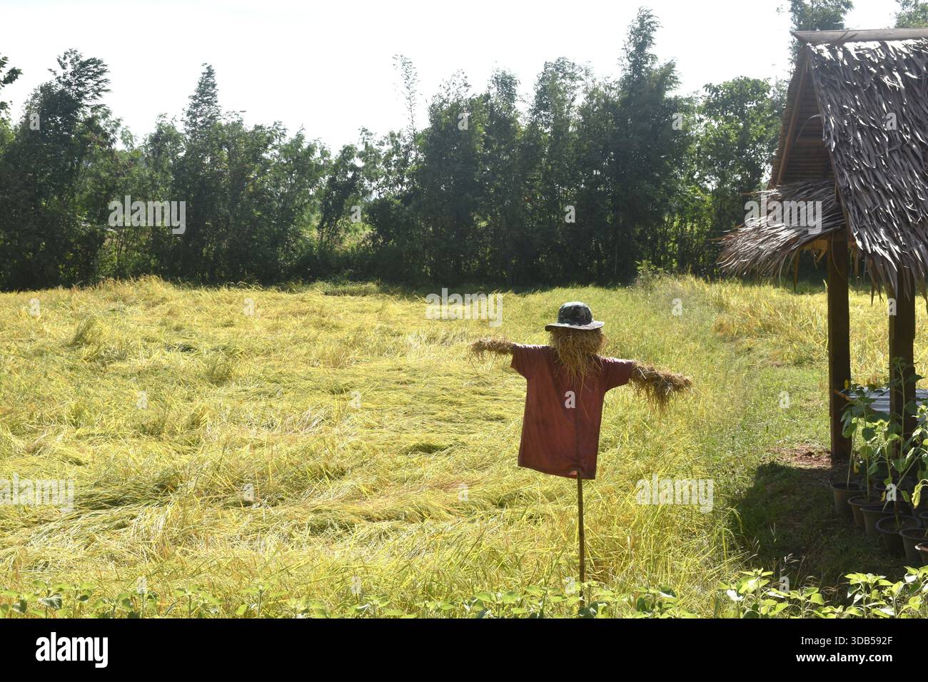 lo spaventapasseri in risaia cresce sul ramo e fluisce dal vento in fattoria nelle giornate di sole Foto Stock