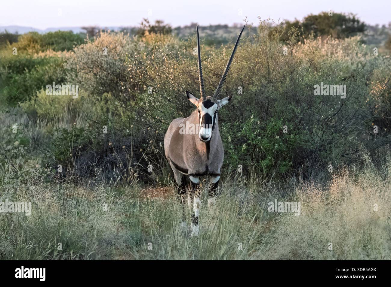Donna Oryx, gemsbok, ha appena perso la sua prole a causa di Wild dogs, nr blackthorn, Twasulu Kalahari Reserve, Kalahari, Sud Africa Foto Stock