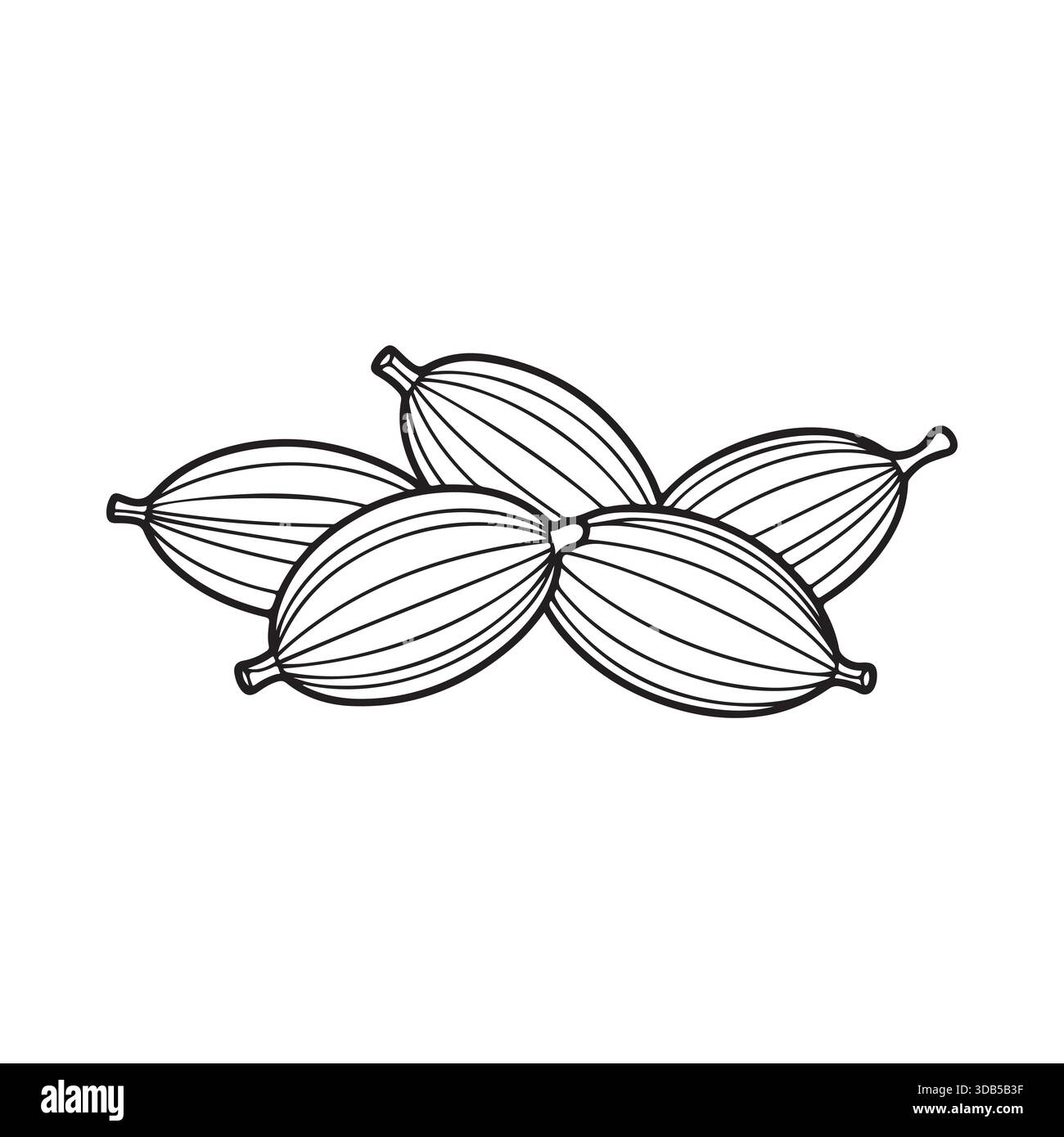 Una delicata illustrazione in bianco e nero di cinque o sei cialde di cardamomo verdi intere disposte in un motivo circolare su sfondo bianco Illustrazione Vettoriale