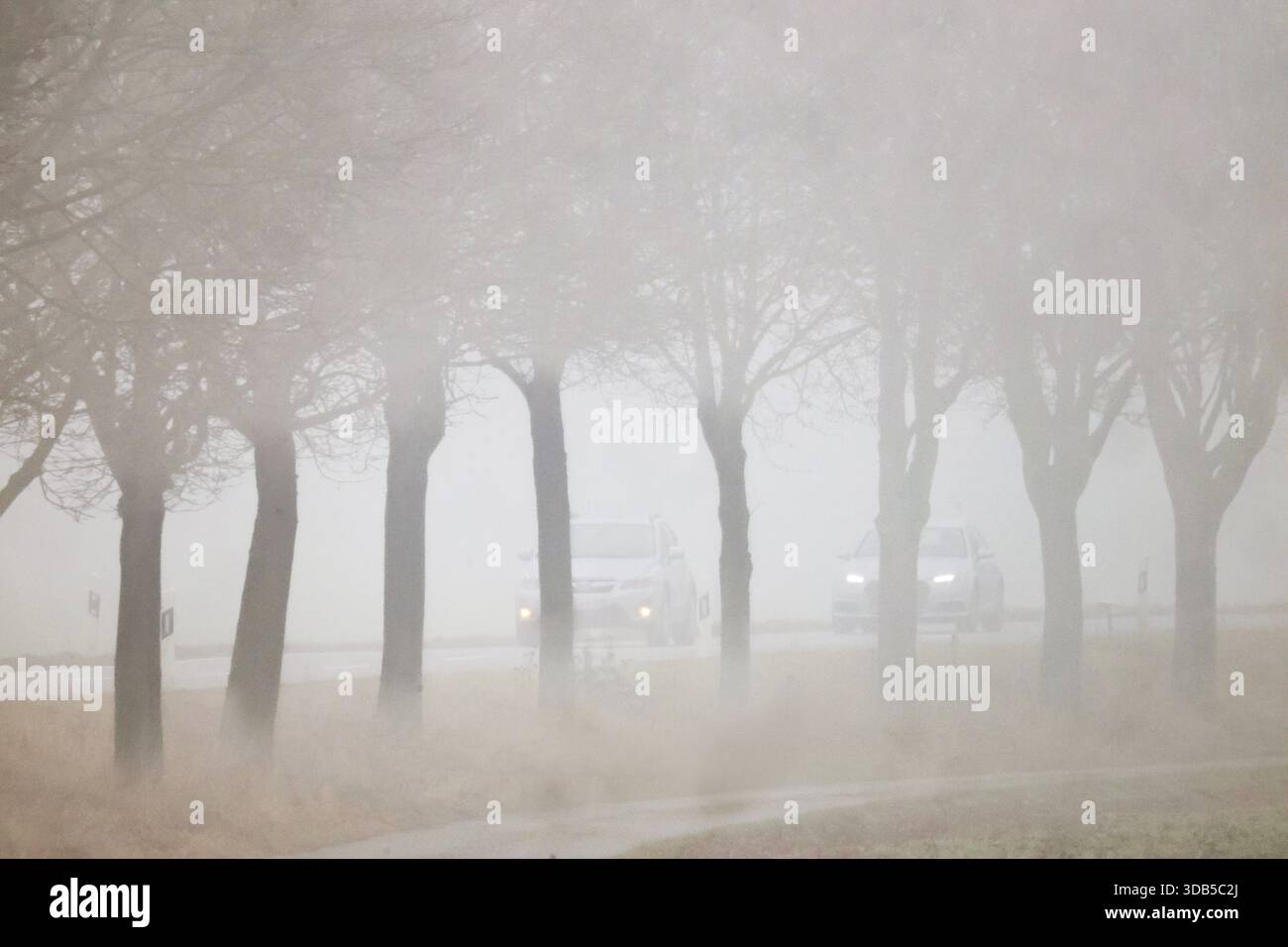 Riedlingen, Germania. 14 dicembre 2025. Le auto passano davanti agli alberi su una strada di campagna in una fitta nebbia. Crediti: Thomas Warnack/dpa/Alamy Live News Foto Stock