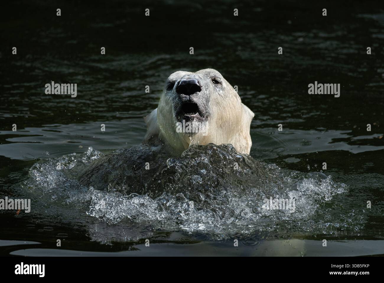 Lo zoo di Berlino ha una lunga tradizione nel tenere orsi polari. Questo orso polare è appena emerso dalla profondità della piscina, spostando l'acqua di fronte. Foto Stock