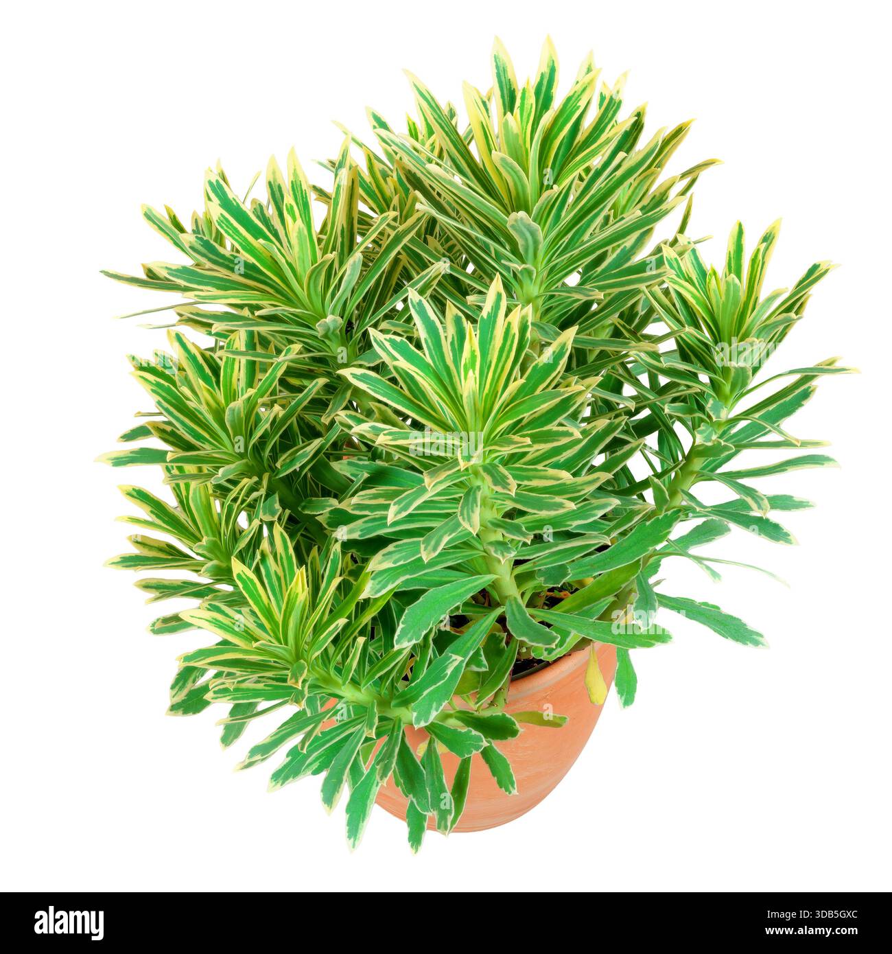 Primo piano di una pianta isolata di euforbia verde in vaso Foto Stock