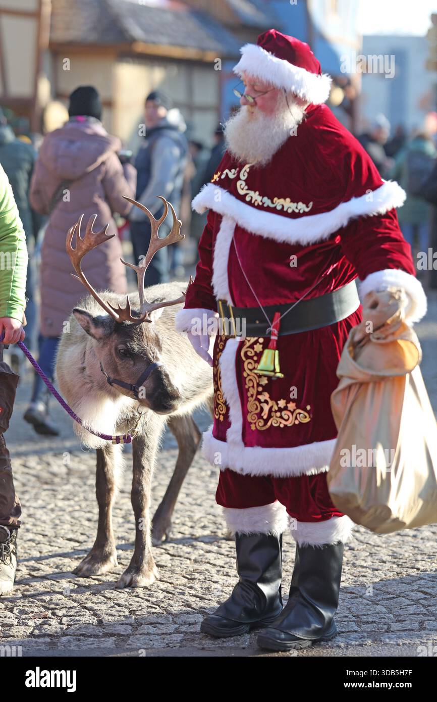 Thale, Germania. 14 dicembre 2025. Elsa, la renna, è fuori e fuori con "Babbo Natale" al mercatino di Natale nel villaggio delle streghe a Hexentanzplatz. Le renne dello zoo di Hexentanzplatz sono state preparate per l'escursione per un lungo periodo di tempo. Crediti: Matthias Bein/dpa/ZB/dpa/Alamy Live News Foto Stock