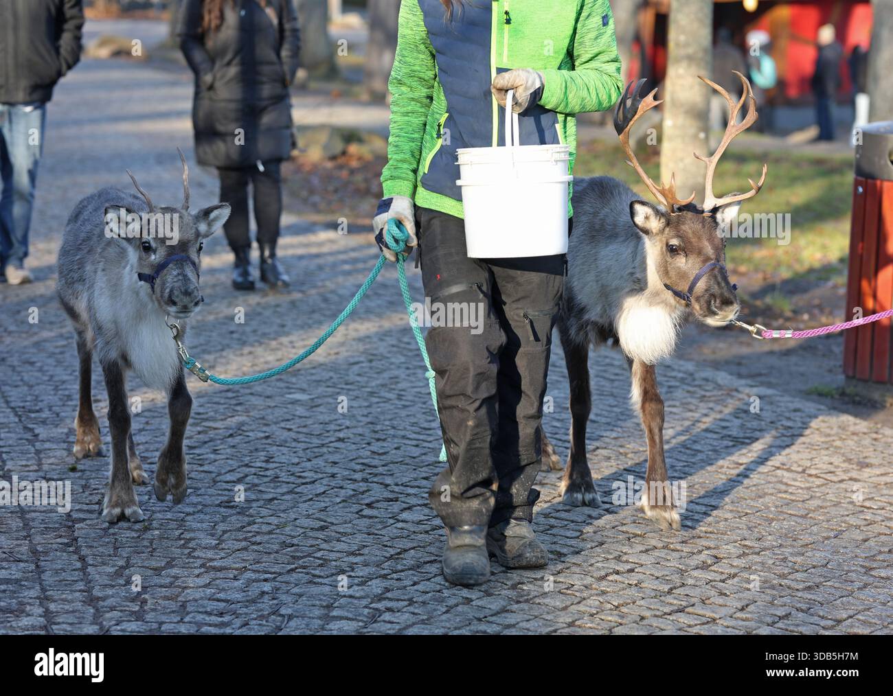 Thale, Germania. 14 dicembre 2025. Due renne sono fuori e in giro con la custode di animali Lisa al mercatino di Natale nel villaggio delle streghe di Hexentanzplatz. Le renne dello zoo di Hexentanzplatz sono state preparate per il viaggio per un lungo periodo di tempo. Crediti: Matthias Bein/dpa/ZB/dpa/Alamy Live News Foto Stock