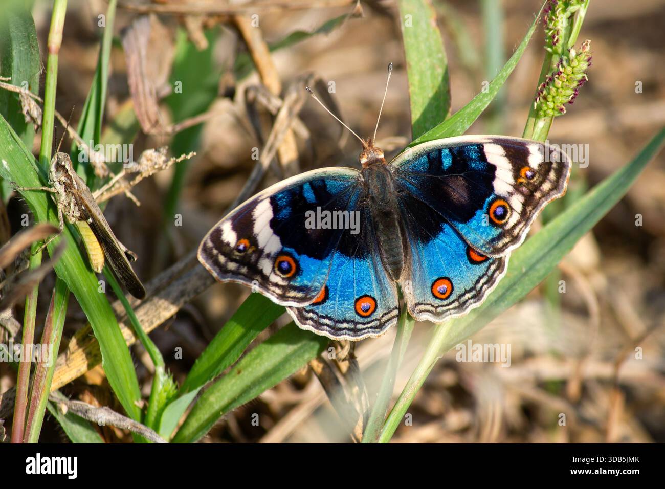 La farfalla Blue Pansy si sta crogiolando al sole nella foresta. Foto Stock