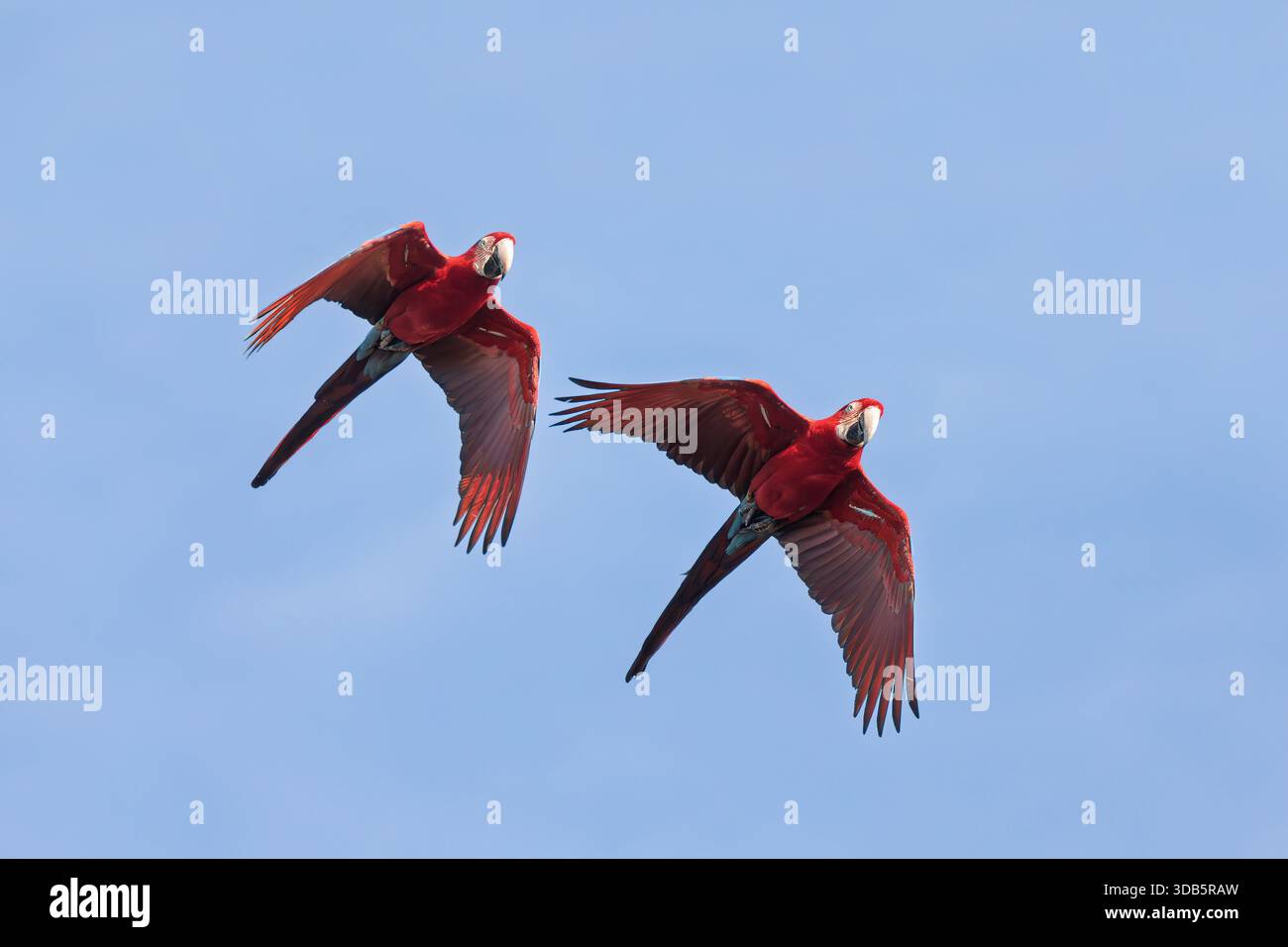 Ara chloropterus (Ara chloropterus), nota come Macao alato verde, grande e prevalentemente rossa del genere Ara. Buraco das Araras, Mato grosso do sul. Brasile. Fauna selvatica brasiliana e birdwatching. Foto Stock