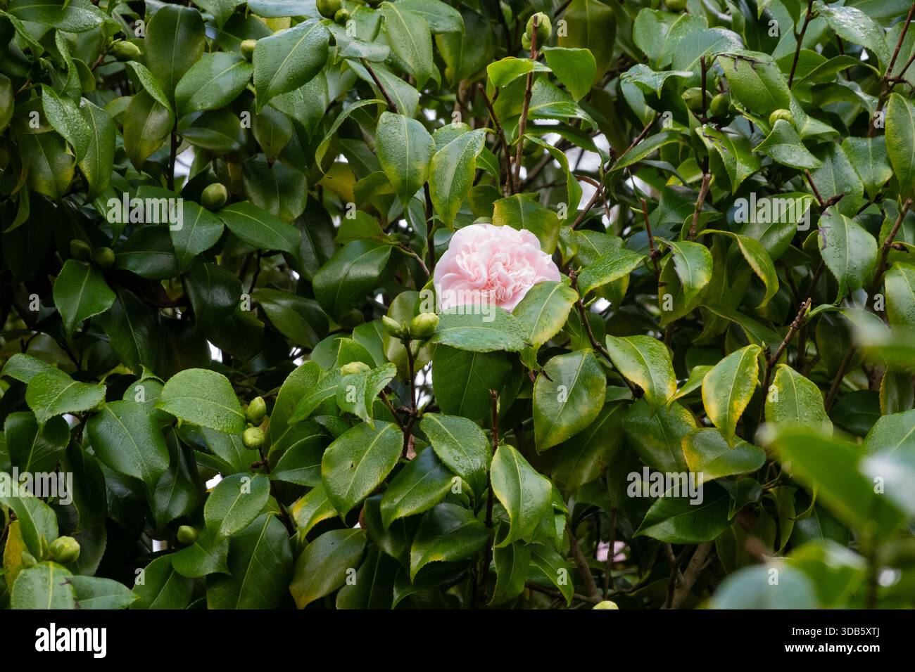 Camellia il Mikado fiorì in inverno. Inghilterra, Regno Unito Foto Stock