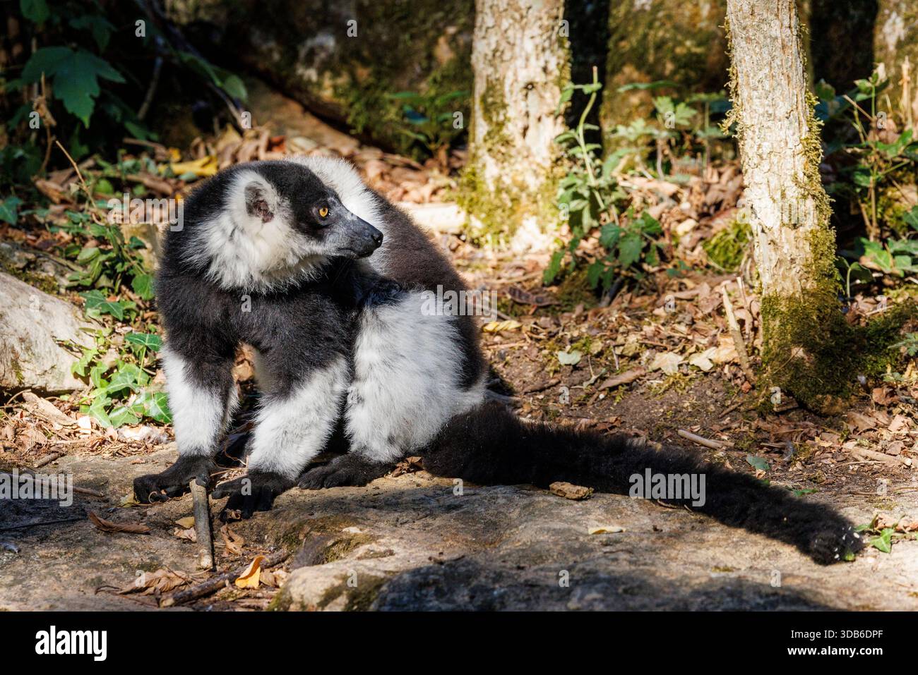 Lembo bianco e nero con volant, Varecia variegata, nativo del Madagascar Foto Stock