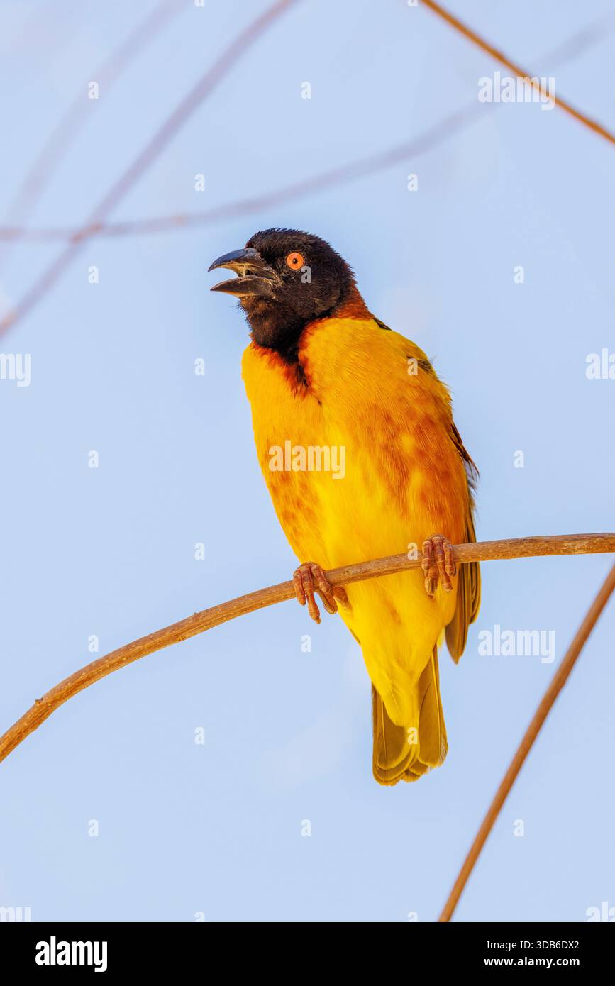 Uccello del villaggio, Ploceus cucullatus, nativo dell'Africa sub-sahariana Foto Stock