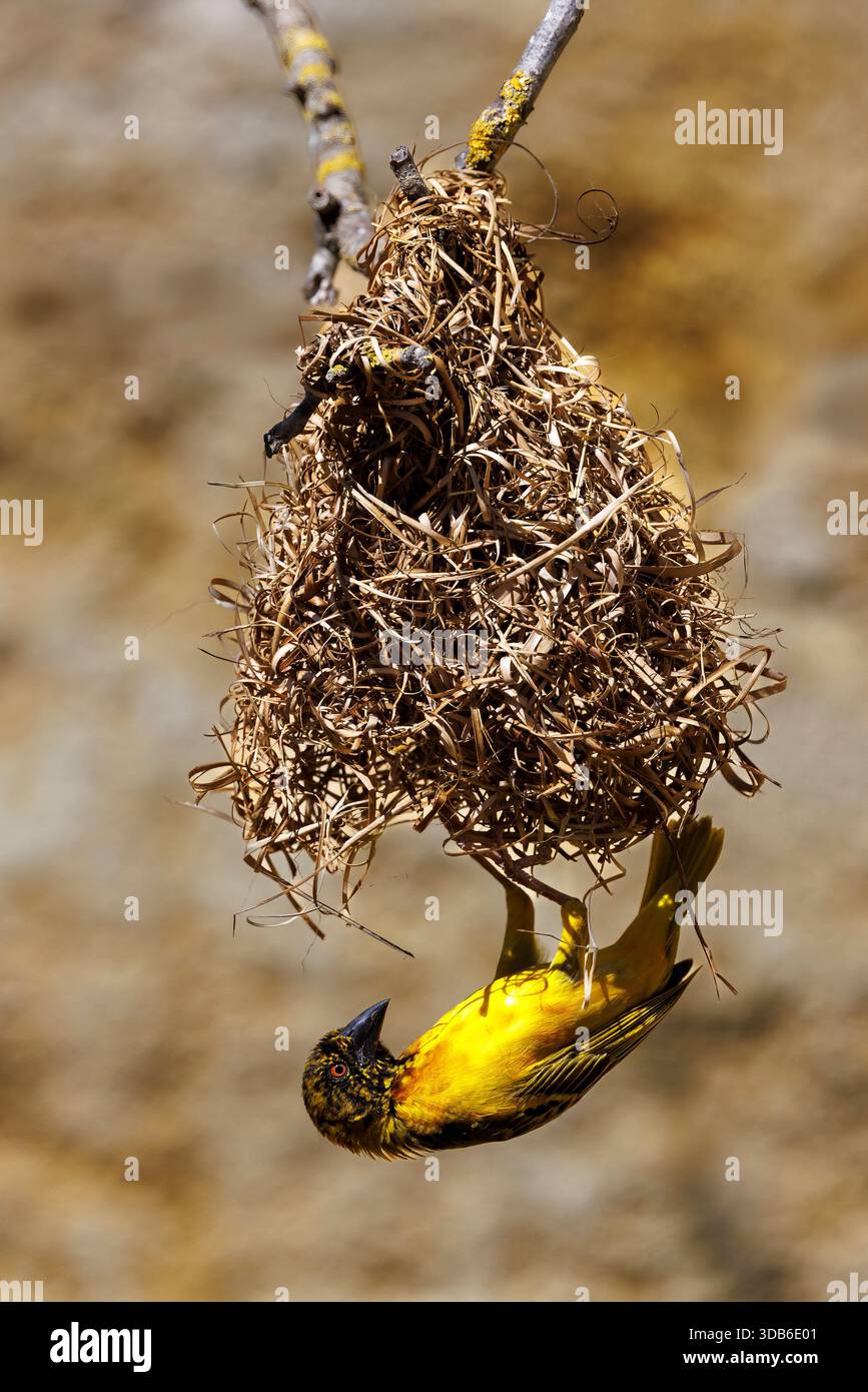 Uccello del villaggio, Ploceus cucullatus, nativo dell'Africa sub-sahariana Foto Stock