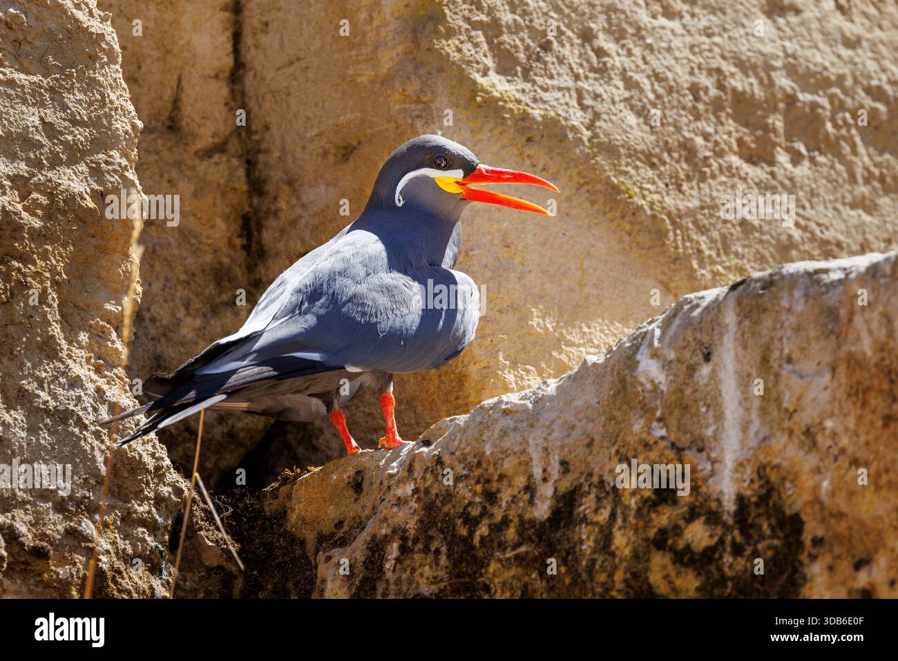 Inca Tern, Larosterna inca, costa pacifica nativa del Sud America Foto Stock