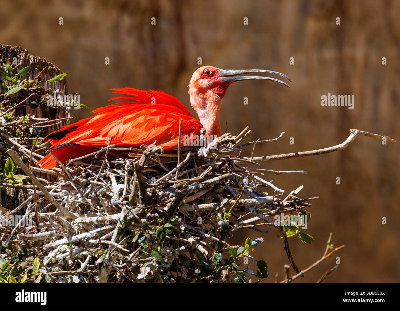 Scarlet ibis, Eudocimus ruber, sul nido, nativo del Sud America e dei Caraibi Foto Stock