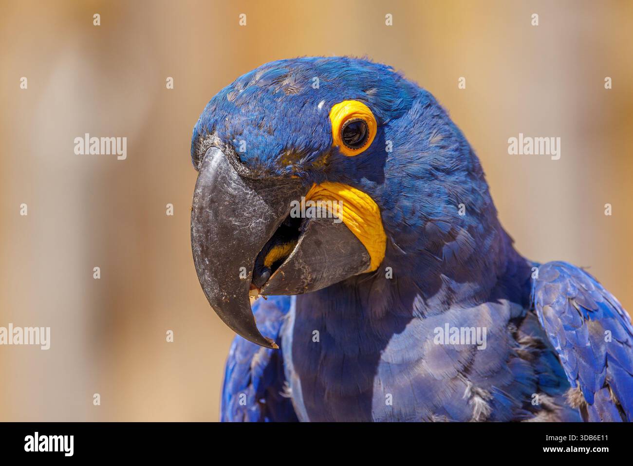 Macao Giacinto, Anodorhynchus hyacinthinus, nativo del Sud America Foto Stock