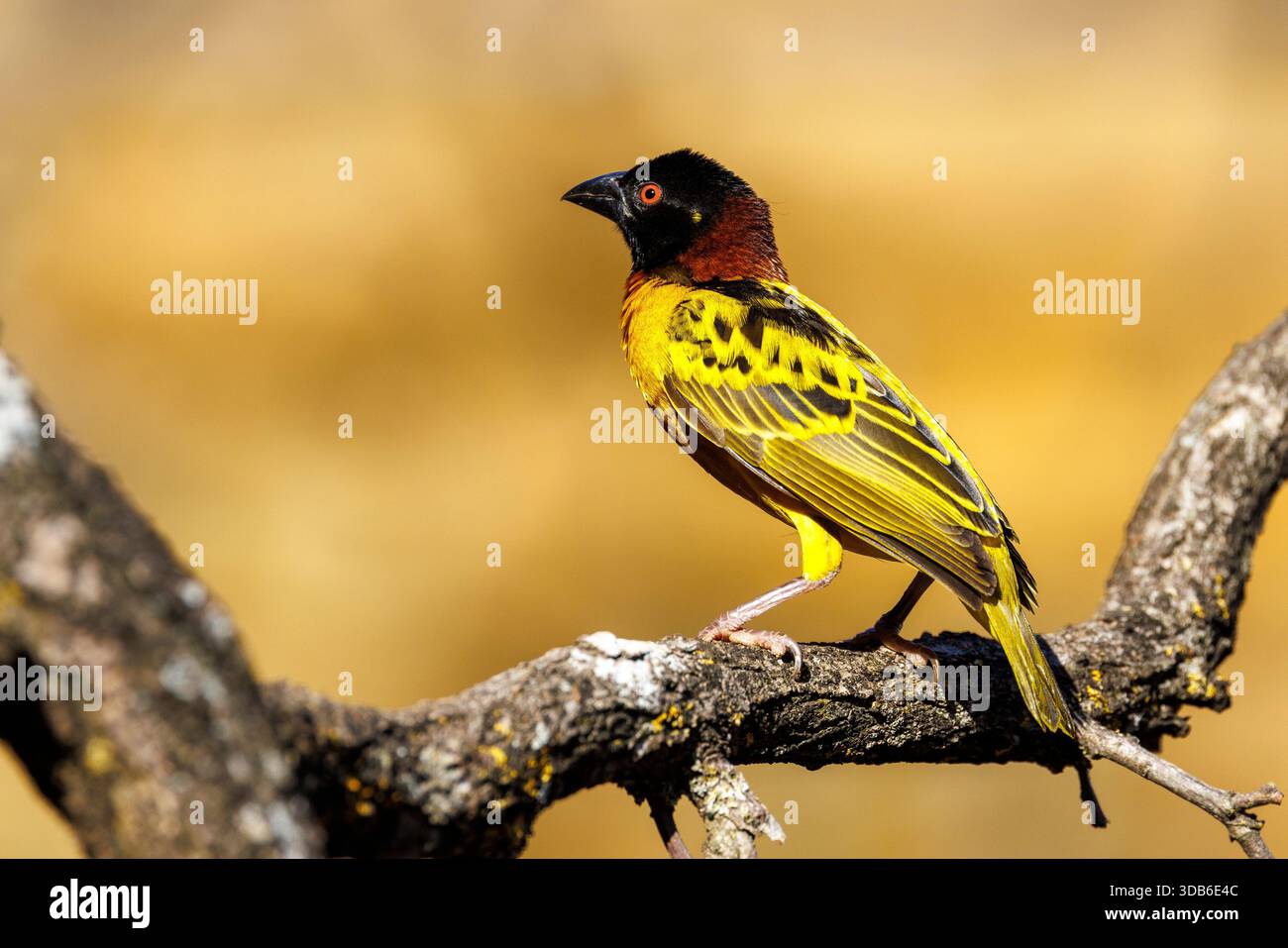 Uccello del villaggio, Ploceus cucullatus, Africa sub-sahariana nativa Foto Stock