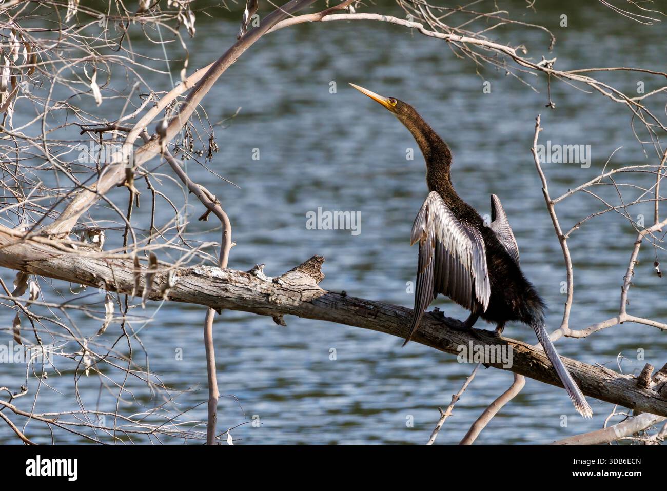 Anhinga Sunning on Branch, Anhinga anhinga, Parque ecologico de Tiete, San Paolo, Brasile Foto Stock